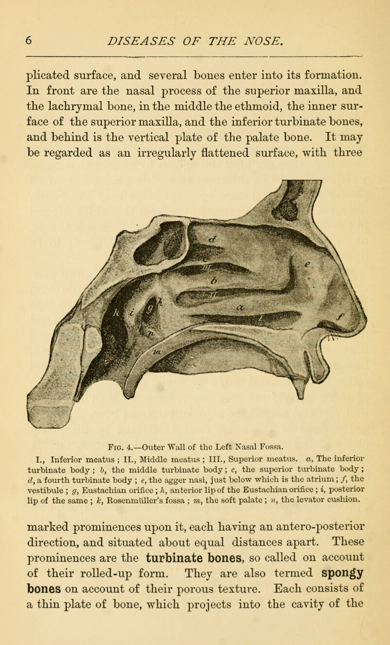 plicated surface, and several bones enter into its formation. In front are the nasal process of the superior maxilla, and the lachrymal bone, in the middle the ethmoid, the inner sur- face of the superior maxilla, and the inferior turbinate bones, and behind is the vertical plate of the palate bone. It may- be regarded as an irregularly flattened surface, with three Fig. 4.—Outer Wall of the Left Nasal Fossa. I., Inferior meatus ; II., Middle meatus ; III., Superior meatus, a, The inferior turbinate body ; b, the middle turbinate body; c, the superior turbinate body; J, a fourth turbinate body ; e, the agger nasi, just below which is the atrium; /, the vestibule ; g, Eustachian orifice ; h, anterior lip of the Eustachian orifice ; i, posterior lip of the same ; k, Rosenmilller's fossa ; m, the soft palate ; a, the levator cushion. marked prominences upon it, each having an antero-posterior direction, and situated about equal distances apart. These prominences are the turbinate bones, so called on account of their rolled-up form. They are also termed spongy bones on account of their porous texture. Each consists of a thin plate of bone, which projects into the cavity of the