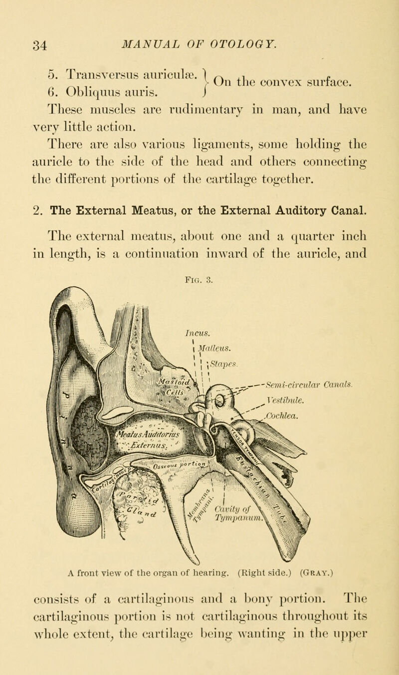 5. Transversus auriculae. 1^,1 £ , > On the convex surface. 6. Obliquus auris. J These muscles are rudimentary in man, and have very little action. There are also various ligaments, some holding the auricle to the side of the head and others connecting the different portions of the cartilage together. 2. The External Meatus, or the External Auditory Canal. The external meatus, about one and a quarter inch in length, is a continuation inward of the auricle, and Fig. 3. T77CUS \ \ Malleus. 1 ^^---^emi-circidar Canals. ^Ve^tihule. /'orhlca. A front view of the organ of hearing. (Right side.) (Gray.) consists of a cartilaginous and a bony portion. The cartilaginous portion is not cartilaginous throughout its whole extent, the cartilage being wanting in the upper