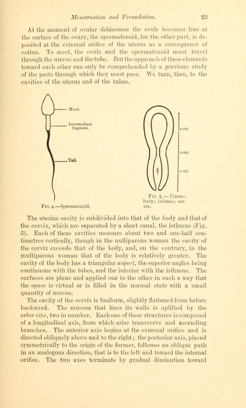 At the moment of ovular dehiscence the ovule becomes free at the surface of the ovary, the spermatozoid, for the other part, is de- posited at the external orifice of the uterus as a consequence of coitus. To meet, the ovule and the spermatozoid mti-t travel through the uterus and the tube. But theapproach of these elements toward each other can only be comprehended by a previous study of the parts through which they must pass. We turn, then, to the cavities of the uterus and of the tubes. Head. Intermediate Segment. .Tail. 0.025 Fig. 4.—Spermatozoid. 1 Fig. 5. —Uterus: body; isthmus; cer- The uterine cavity is subdivided into that of the body and that of the cervix, which are separated by a short canal, the isthmus (Fig. 5). Each of these cavities measure about two and one-half cen- timetres vertically, though in the nulliparous woman the cavity of the cervix exceeds that of the body, and, on the contrary, in the multiparous woman that of the body is relatively greater. The cavity of the body has a triangular aspect, the superior angles being continuous with the tubes, and the inferior with the isthmus. The surfaces are plane and applied one to the other in such a way that the space is virtual or is filled in the normal state with a small quantity of mucus. The cavity of the cervix is fusiform, slightly flattened from before backward. The mucosa that lines its walls is uplifted by the arbor r'tt<r, two in number. Each one of these structures is composed of a longitudinal axis, from which arise transverve and ascending branches. The anterior axis begins at the external orifice and is directed obliquely above and to the right; the posterior axis, placed symmetrically to the origin of the former, followes an oblique path in an analogous direction, that is to the left and toward the internal orifice. The two axes terminate by gradual diminution toward