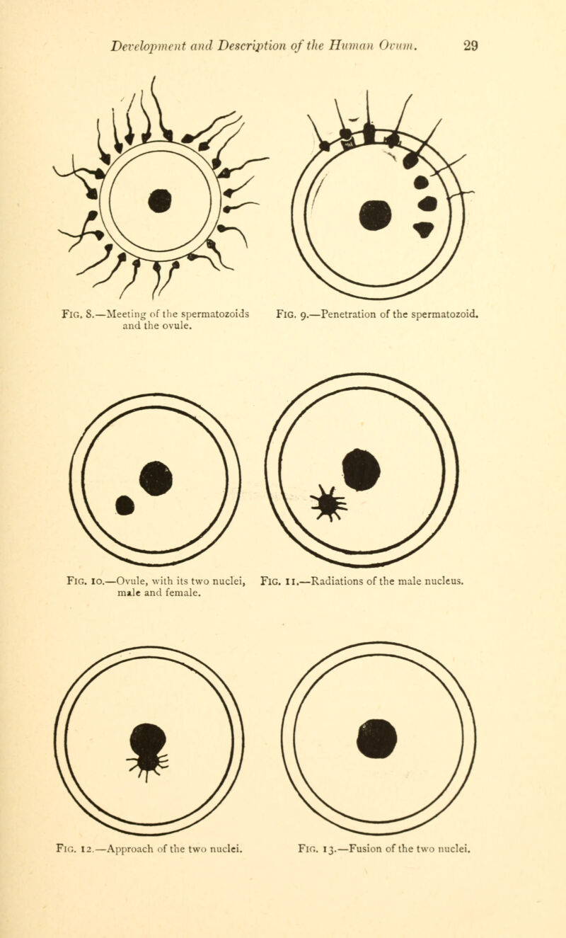 Fig, S.—Meeting of the spermatozoids and the ovule. Fig. 9.—Penetration of the spermatozoid. Fig. 10.—Ovule, with its two nuclei, FlG. II.—Radiations of the male nucleus, male and female. FlG. 12—Approach of the two nuclei. Fig. 13.—Fusion of the two nuclei.