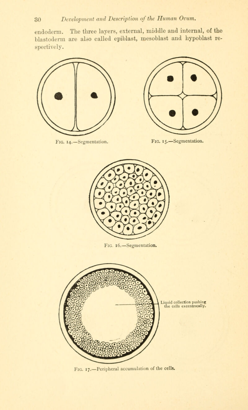 endoderm. The three layers, external, middle and internal, of the blastoderm are also called epiblast, rnesoblast and hypoblast re- spectively. Fig. 14.—Segmentation. Fig. 15.—Segmentation. Fig. 16.—Segmentation. Liquid collection pushing the cells excentncally. PlG, 17.—peripheral accumulation of the cells.