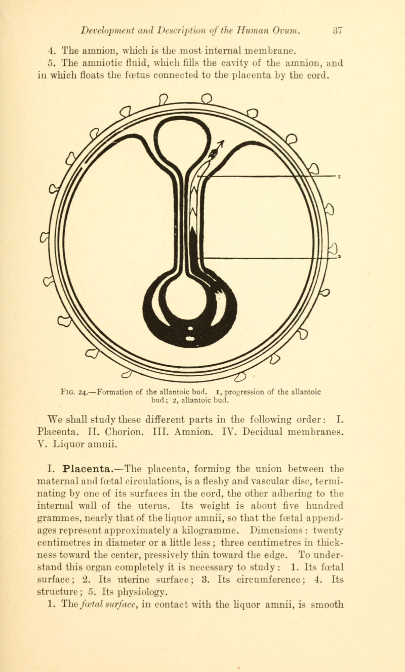 4. The amnion, which is the most internal membrane. 5. The amniotic fluid, which tills the cavity of the amnion, and in which floats the foetus connected to the placenta by the cord. Fig. 24.—Formation of the allantoic bud. 1, progression of the allantoic bud ; 2, allantoic bud. We shall study these different parts in the following order: I. Placenta. II. Chorion. III. Amnion. IV. Decidual membranes. V. Liquor amnii. I. Placenta.—The placenta, forming the union between the maternal and foetal circulations, is a fleshy and vascular disc, termi- nating by one of its surfaces in the cord, the other adhering to the internal wall of the uterus. Its weight is about live hundred grammes, nearly that of the liquor amnii, so that the foetal append- ages represent approximately a kilogramme. Dimensions: twenty centimetres in diameter or a little less; three centimetres in thick- ness toward the center, pressively thin toward the edge. To under- stand this organ completely it is necessary to study: 1. Its foetal surface; 2. Its uterine surface; 3. Its circumference; 4. Its structure; 5. Its physiology. 1. The foetal surface, in contact with the liquor amnii, is smooth