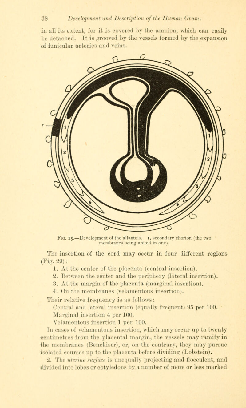 in all its extent, for it is covered by the amnion, which can easily be detached. It is grooved by the vessels formed by the expansion of funicular arteries and veins. Fig. 25.—Development of the allantois. 1, secondary chorion (the two membranes being united in one). The insertion of the cord may occur in four different regions (Fig. 29): 1. At the center of the placenta (central insertion). 2. Between the center and the periphery (lateral insertion). 8. At the margin of the placenta 1 marginal insertion). 4. On the membranes (velamentous insertion). Their relative frequency is as follows: Central and Lateral insertion (equally frequent) 95 per 100. Marginal insertion 4 per 100. Velamentous insertion I per 100. In eases of velamentous insertion, which may occur up to twenty centimetres from the placental margin, the vessels may ramify in the membranes (Benckiser), or, on the contrary, they may pursue isolated courses up to the placenta, before dividing (Lobstein). 2. The uterine surface is unequally projecting and flocculent, and divided into Lobes or cotyledons by a number of more or less marked