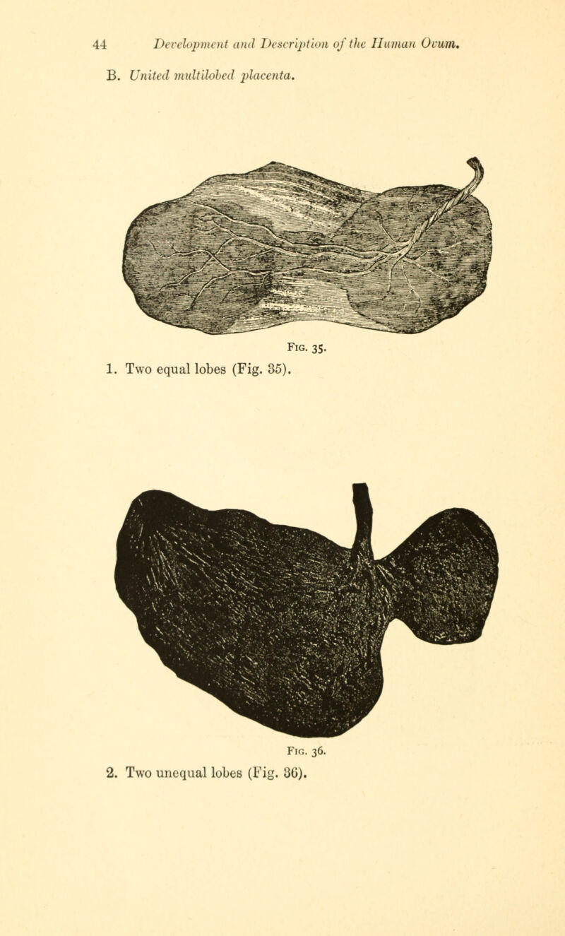 B. United multiloba! placenta. Fig. 35. 1. Two equal lobes (Fig. 35). Fig. 36.
