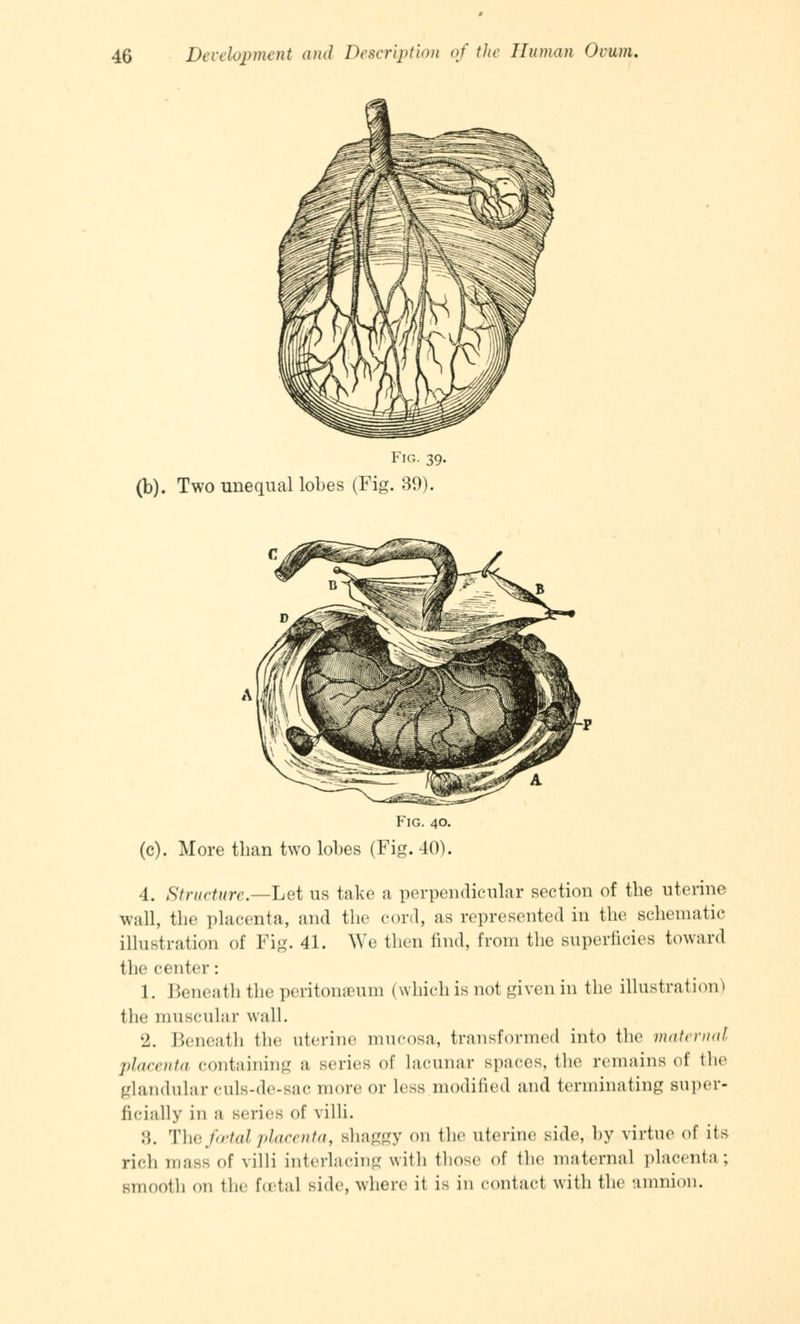 Fig. 39. (b). Two unequal lobes (Fig. 39). Fig. 40. (c). More than two lobes (Fig. 40). 4. Structure.—Let us take a perpendicular section of the uterine wall, the placenta, and the cord, as represented in the schematic illustration of Fig. 41. AYe then find, from the superficies toward the center: 1. Beneath the peritoneum (which is not givenin the illustration) the muscular wall. '2. Beneath the uterine mucosa, transformed into the maternal placenta containing a series of lacunar spaces, the remains of the glandular CUls-de-sac more or less modified and terminating super- ficially in a series of villi. :',. The foetal placenta, shaggy on the uterine side, by virtue of its rich mass of villi interlacing with those of the maternal placenta ; smooth OU tin' foetal side, where it is in contact with the amnion.