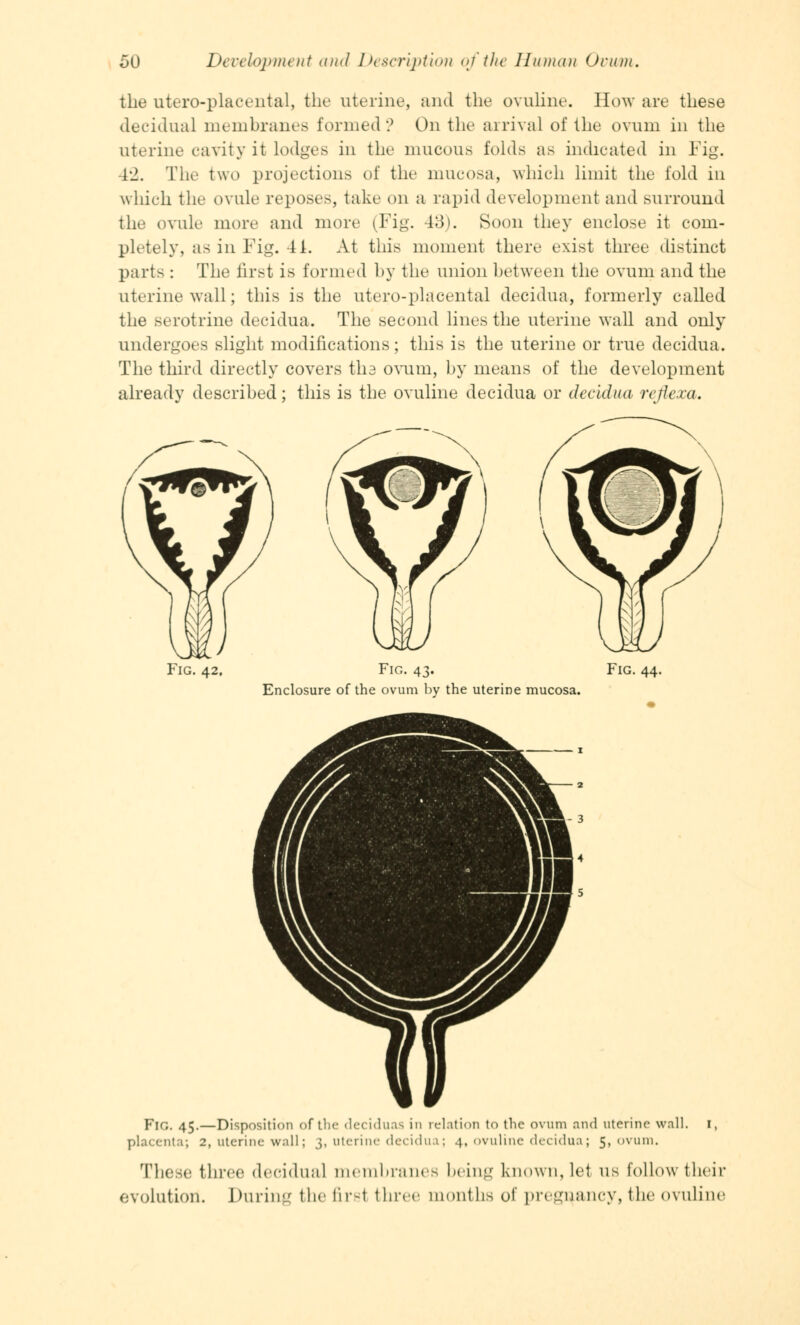 the uteroplacental, the uterine, and the ovuline. How are these decidual membranes formed? On the airival of the ovum in the uterine cavity it lodges in the mucous folds as indicated in Fig. 42. The two projections of the mucosa, which limit the fold in which the ovule reposes, take on a rapid development and surround the ovule more and more (Fig. 43). Soon they enclose it com- pletely, as in Fig. 41. At this moment there exist three distinct parts : The first is formed by the union between the ovum and the uterine wall; this is the utero-placental decidua, formerly called the serotrine decidua. The second lines the uterine wall and only undergoes slight modifications; this is the uterine or true decidua. The third directly covers tli3 ovum, by means of the development already described; this is the ovuline decidua or decidua refiexa. Fig. 42. Fig. 43. Fig. 44. Enclosure of the ovum by the uterine mucosa. Fig. 45.—Disposition of the deciduas in relation to the ovum and uterine wall. 1, placenta; 2, uterine wall; 3, uterine decidua; 4, ovuline decidua; 5, ovum. These three decidual membranes being known, let us follow their evolution. During the firsl three months of pregnancy, the ovuline
