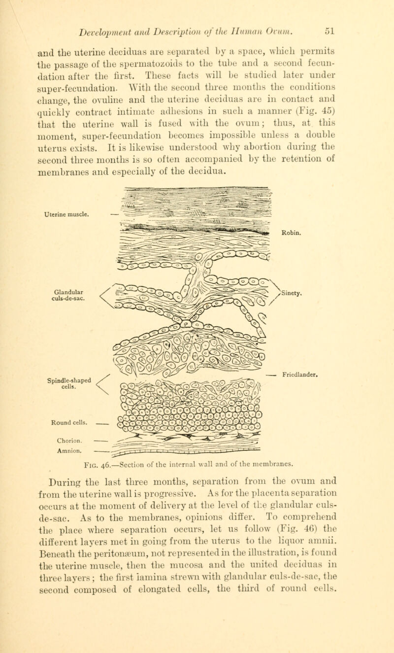 and the uterine deciduas me separated by a space, which permits the passage of the spermatozoids to the tube and a second fecun- dation after the first. These facts will be studied later under super-fecundation. With the second three months the conditions change, the ovuline and the uterine deciduas are in contact and quickly contract intimate adhesions in such a manner (Fig. 45) that the uterine wall is fused with the ovum; thus, at this moment, super-fecundation becomes impossible unless a double uterus exists. It is likewise understood why abortion during the second three months is so often accompanied by the retention of membranes and especially of the decidua. Uterine muscle. Glandular culs-de-sac. Spindle-shaped cells. Round cells. Chorion. Amnion. Fig. 46 Robin. Sinety. Friedlander. of the internal wall and of the membranes. During the last three months, separation from the ovum and from the uterine wall is progressive. As for the placenta separation occurs at the moment of delivery at the level of the glandular culs- de-sac. As to the membranes, opinions differ. To comprehend the place where separation occurs, let us follow (Fig. 46) the different layers met in going from the uterus to the liquor amnii. Beneath the peritonaeum, not represented in the illustration, is found the uterine muscle, then the mucosa and the united deciduas in three layers ; the first lamina strewn with glandular culs-de-sac, the second composed of elongated cells, the third of round cells.