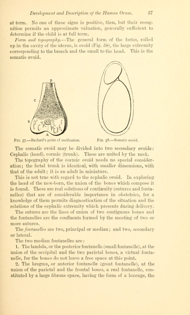 at term. No one of these signs is positive, then, but their recog- nition permits an approximate valuation, generally sufficient to determine if the child is at full term. Form and topography,—The general form of the foetus, rolled up in the cavity of the uterus, is ovoid (Fig. 58), the large extremity corresponding to the breech and the small to the head. This is the somatic ovoid. FlG. 57.—Beclard's point cf ossification. Fig. 58.—Somatic ovoid. The somatic ovoid may be divided into two secondary ovoids: Cephalic (head), cormic (trunk). These are united by the neck. The topography of the cormic ovoid needs no special consider- ation; the foetal trunk is identical, with smaller dimensions, with that of the adult; it is an adult in miniature. This is not true with regard to the cephalic ovoid. In exploring the head of the new-born, the union of the bones which compose it is found. These are real solutions of continuity (sutures and fonta- nelles) that are of considerable importance in obstetrics, for a knowledge of them permits diagnostication of the situation and the relations of the cephalic extremity which presents during delivery. The sutures are the lines of union of two contiguous bones and the fontanelles are the confluents formed by the meeting of two or more sutures. The fontanelles are two, principal or median; and two, secondary or lateral. The two median fontanelles are: 1. The lambda, or the posterior fontanelle (small fontanelle), at the union of the occipital and the two parietal bones, a virtual fonta- nelle, for the bones do not leave a free space at this point. 2. The bregma, or anterior fontanelle (great fontanelle), at the union of the parietal and the frontal bones, a real fontanelle, con- stituted by a large librous space, having the form of a lozenge, the