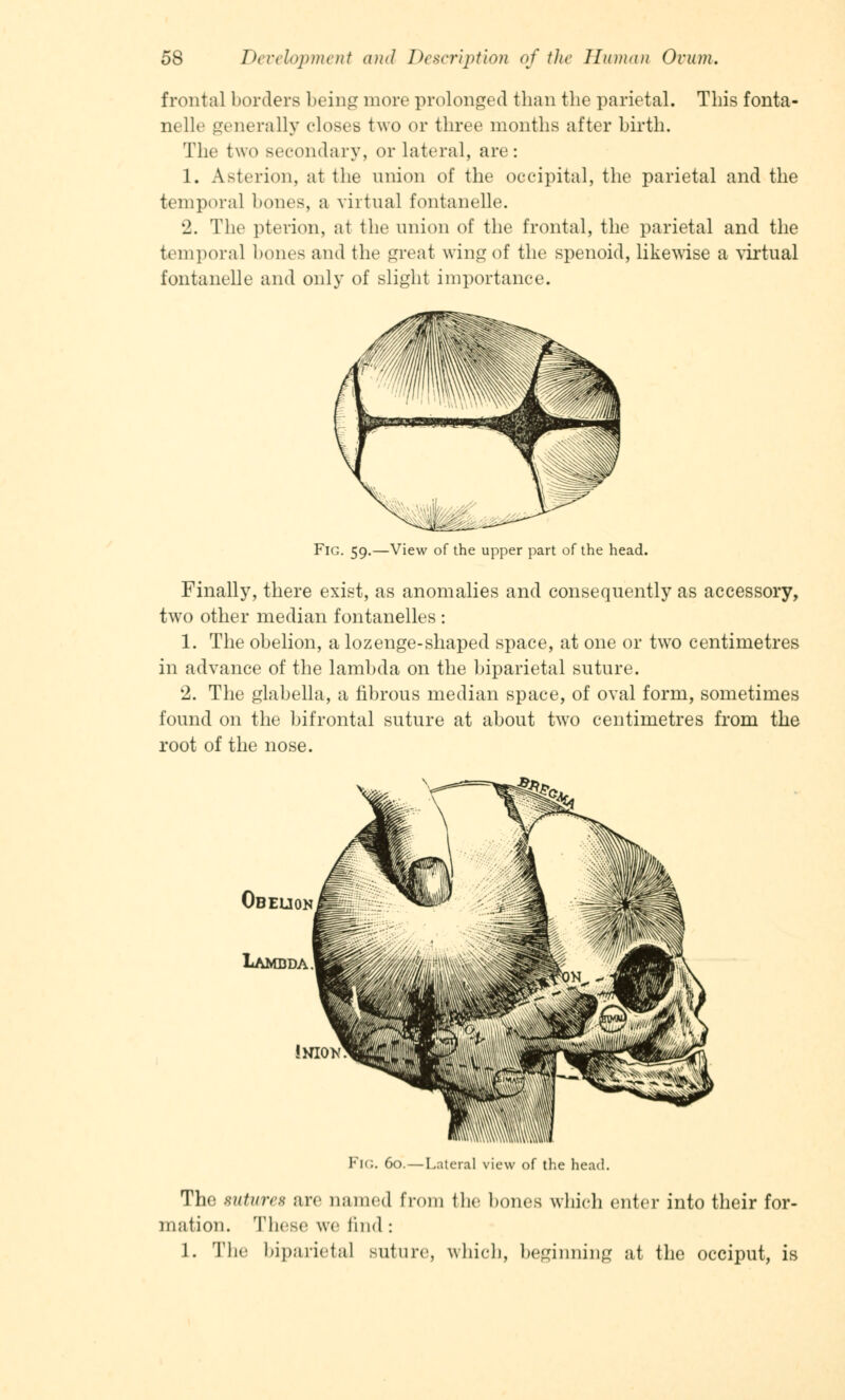 frontal borders being more prolonged than the parietal. This fonta- nelle generally closes two or three months after birth. The two secondary, or lateral, are: 1. Asterion, at the union of the occipital, the parietal and the temporal bones, a virtual fontanelle. 2. The pterion, at the union of the frontal, the parietal and the temporal bones and the great wing of the spenoid, likewise a virtual fontanelle and only of slight importance. Fig. 59.—View of the upper part of the head. Finally, there exist, as anomalies and consequently as accessory, two other median fontanelles : 1. The obelion, a lozenge-shaped space, at one or two centimetres in advance of the lambda on the biparietal suture. 2. The glabella, a fibrous median space, of oval form, sometimes found on the bifrontal suture at about two centimetres from the root of the nose. FlG. 60.—Lateral view of the head. The sutures are named from Hie bones which enter into their for- mation. These we find : 1. The biparietal suture, which, beginning at the occiput, is