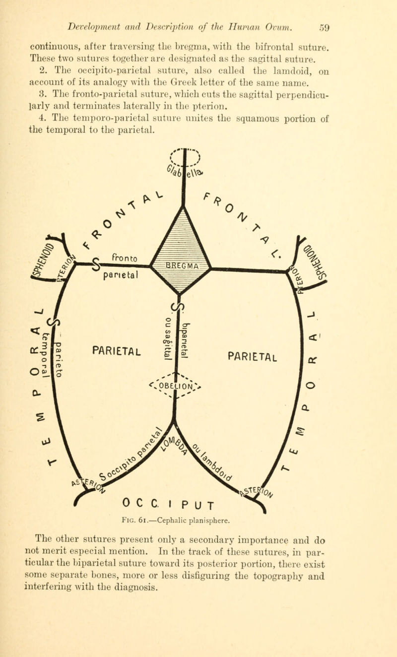 continuous, after traversing the bregma, with the bifrontal suture. These two sutures together are designated as the sagittal suture. 2. The occipitoparietal suture, also called the lamdoid, on account of its analogy with the Greek letter of the same name. 3. The frontoparietal suture, which cuts the sagittal perpendicu- larly and terminates laterally in the pterion. 4. The temporoparietal suture unites the squamous portion of the temporal to the parietal. OCCIPUT ^\ Fig. 6i.—Cephalic planisphere. The other sutures present only a secondary importance and do not merit especial mention. In the track of these sutures, in par- ticular the biparietal suture toward its posterior portion, there exist some separate bones, more or less disfiguring the topography and interfering with the diagnosis.