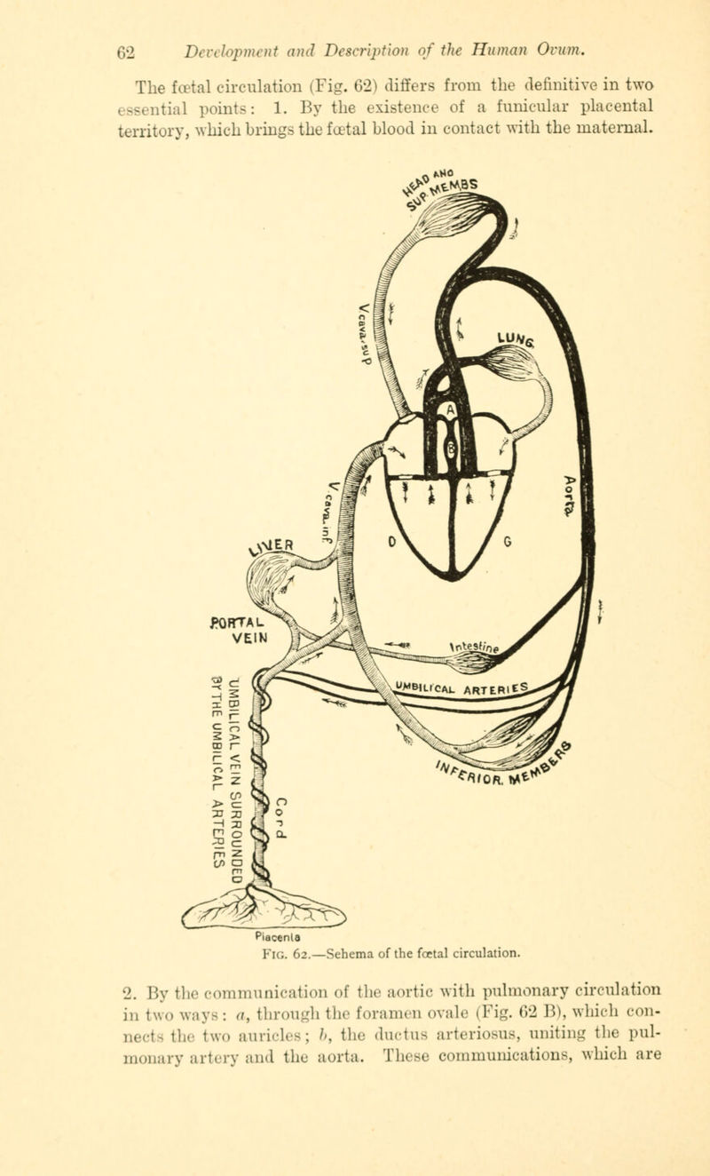 The total circulation (Fig. 62) differs from the definitive in two itial points: 1. By the existence of a funicular placental territory, which brings the foetal blood in contact with the maternal. *no Piacenla FlG 62.—Sehema of the foetal circulation. 2. By the communication of the aortic with pulmonary circulation in two ways: a, through the foramen ovale (Fig. 62 B), which con- nects the two auricles; &, the ductus arteriosus, uniting the pul- monary artery and the aorta. These communications, which are