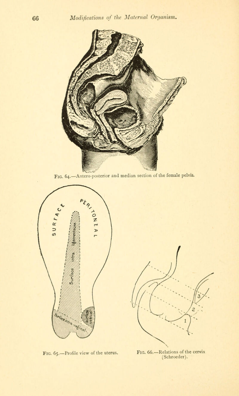 pIG 64.—Antero-posterior and median section of the female pelvis. YlQt 65.—Profile view of the uterus. FlG. 66.—Relations of the cervix (Schroeder).