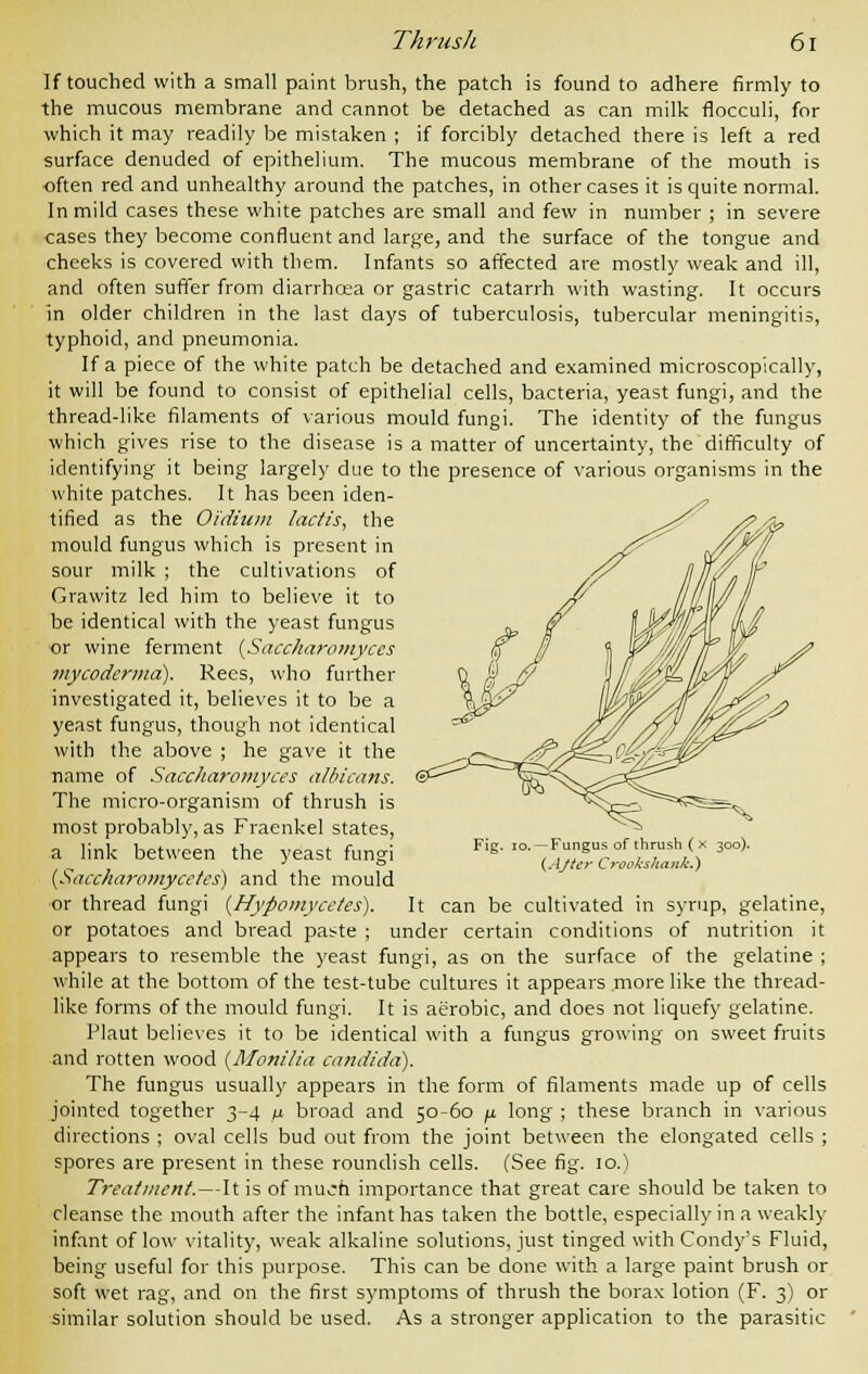 If touched with a small paint brush, the patch is found to adhere firmly to the mucous membrane and cannot be detached as can milk flocculi, for which it may readily be mistaken ; if forcibly detached there is left a red surface denuded of epithelium. The mucous membrane of the mouth is often red and unhealthy around the patches, in other cases it is quite normal. In mild cases these white patches are small and few in number ; in severe cases they become confluent and large, and the surface of the tongue and cheeks is covered with them. Infants so affected are mostly weak and ill, and often suffer from diarrhcea or gastric catarrh with wasting. It occurs in older children in the last days of tuberculosis, tubercular meningitis, typhoid, and pneumonia. If a piece of the white patch be detached and examined microscopically, it will be found to consist of epithelial cells, bacteria, yeast fungi, and the thread-like filaments of various mould fungi. The identity of the fungus which gives rise to the disease is a matter of uncertainty, the difficulty of identifying it being largely due to the presence of various organisms in the white patches. It has been iden- tified as the Oidiuin lactis, the mould fungus which is present in sour milk ; the cultivations of Grawitz led him to believe it to be identical with the yeast fungus or wine ferment (Sacckaromyces mycoderma). Rees, who further investigated it, believes it to be a yeast fungus, though not identical with the above ; he gave it the name of Saccharomyces albicans. The micro-organism of thrush is most probably, as Fraenkel states, a link between the yeast fungi (Saccharomycetes) and the mould or thread fungi (Hypomycetes). It can be cultivated in syrup, gelatine, or potatoes and bread paste ; under certain conditions of nutrition it appears to resemble the yeast fungi, as on the surface of the gelatine ; while at the bottom of the test-tube cultures it appears more like the thread- like forms of the mould fungi. It is aerobic, and does not liquefy gelatine. Plaut believes it to be identical with a fungus growing on sweet fruits and rotten wood {Manilla Candida). The fungus usually appears in the form of filaments made up of cells jointed together 3-4 p. broad and 50-60 fi long ; these branch in various directions ; oval cells bud out from the joint between the elongated cells ; spores are present in these roundish cells. (See fig. 10.) Treatment.—It is of much importance that great care should be taken to cleanse the mouth after the infant has taken the bottle, especially in a weakly infant of low vitality, weak alkaline solutions, just tinged with Condy's Fluid, being useful for this purpose. This can be done with a large paint brush or soft wet rag, and on the first symptoms of thrush the borax lotion (F. 3) or similar solution should be used. As a stronger application to the parasitic Fig. 10. —Fungus of thrush ( x 300). (AJter Crookshank.)