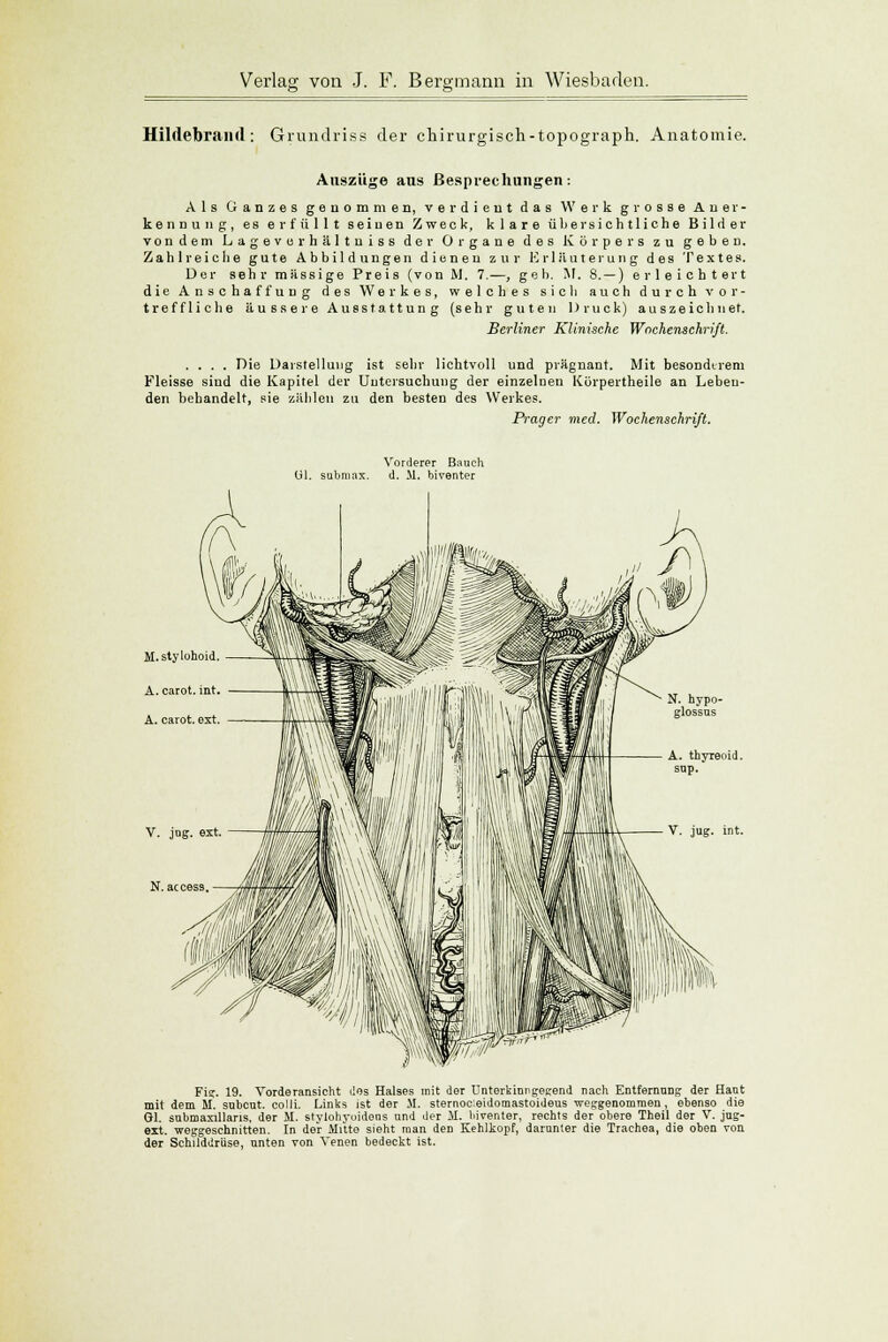 Hildebraiid: Grundriss der chirurgisch-topograph. Anatomie. Auszüge aus Besprechungen: Als Ganzes genommen, verdient das Werk grosse Aner- kennung, es erfüllt seiuen Zweck, klare übersichtliche Bilder vondem Lagevurhältniss der Organe des Körpers zu geben. Zahlreiche gute Abbildungen dienen zur Erläuterung des Textes. Der sehr massige Preis (von M. 7.—, geb. M. 8. — ) erleichtert die Anschaffung des Werkes, welches sich auch durch vor- treffliche äussere Ausstattung (sehr guten Druck) auszeichnet. Berliner Klinische Wochenschrift. .... Die Darstellung ist sehr lichtvoll und prägnant. Mit besonderem Fleisse siud die Kapitel der Untersuchung der einzelnen Kürpertheile an Leben- den behandelt, sie zählen zu den besten des Werkes. Prager med. Wochenschrift. Vorderer Bauch submax. d. 11. biventer Fig. 19. Vorderansicht des Halses mit der Unterkinngegend nach Entfernung der Hant mit dem M. subcut. colli. Links ist der M. sternocieidomastoideus weggenommen, ebenso die Gl. snbmaxillans, der II. stylohypidens and der II. biventer, rechts der obere Theil der V. jug- ext. -weggeschnitten. In der Mitte sieht man deD Kehlkopf, darunter die Trachea, die oben von der Schilddrüse, unten von Venen bedeckt ist.