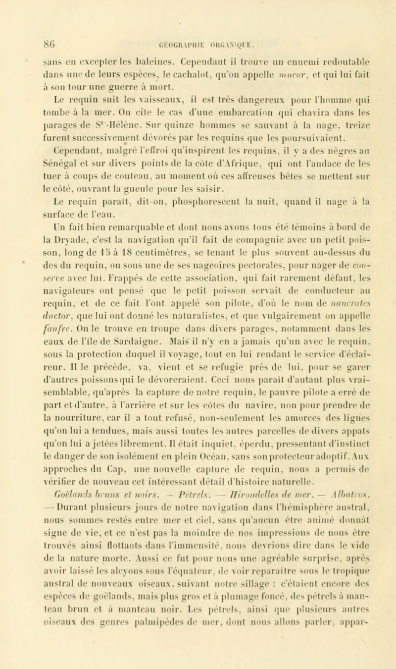 sans en excepter les baleines. Cependanl il trouve un ennemi redoutable dans une de leurs espèces, le cachalot, qu'on appelle miirar, «'t qui lui f;ii( à son tour une guerre à mort. Le iTc|iiin suit les vaisseaux, il esl très dangereux pour l'homme qui tombe à la mer. Ou cite le cas (rime embarcation qui chavira dans les parages de S'-Hélène. Sur quinze hommes se sauvant ;'t la nage, treize furent successivement dévorés par les requins que les poursuivaient. Cependant, malgré l'effroi qu'inspirent les requins, il y a des nègres au Sénégal et sur divers points de la côte d'Afrique, qui ont l'audace de les tuer à coups de couteau, au moment où ces affreuses bêtes se mettent sur le côté, ouvrant la gueule pour le* s;ii-ir. Le requin parait, dit-on, phosphorescent la nuit, quand il nage à la surface de l'eau. Un fait bien remarquable el dont nous avons imi- été témoins à bord de la Dryade, c'est la navigation qu'il fait de compagnie avec un petit pois- son, longde 15 à 18 centimètres, se tenant le plus souvent au-dessus du des du requin, ou sous une de ses nageoires pectorales, pour nager de con- serve avec lui. Frappés de celte association, qui l'ait rarement défaut, les navigateurs mit pensé que le petit poisson servait de (•(inducteur au requin, et de ce l'ait l'uni appelé son pilule, d'où le nom de naucrates ductor, que lui ont donné les naturalistes, et que vulgairement en appelle fanfrc. (tu le trouve en troupe dans divers parages, notai ni dans les eaux de l'île de Sardaigne. Mais il n'j en a jamais qu'un avec le requin, sous la protection duquel il voyage, tout en lui rendant le service d'éclai- reur. Il le précède, va, vient et se réfugie près de lui. pour se garer d'autres poissonsqui le dévoreraient. Ceci nous parait d'autant plus vrai- semblable, qu'après la capture de notre requin, le pauvre pilote a erre de part el d'autre, à lanière el -m- les entes du na\ ire. inm pour prendre de la nourriture, car il a huit refusé, non-seulement le-- amorces des lignés qu'on lui a tendues, mai- aussi toutes le- autres parcelle-- de divers appâts qu'on lui a jetée- librement. Il était inquiet, éperdu, pressentant d'instinct le danger de son isolément en plein Océan, -an- -on protecteuradoptif. Aux approche- du Cap, une nouvelle capture de requin, non- a permis de vérifier de nouveau cet intéressant détail d'histoire naturelle. Goélands bruns et noirs. Pétrels: Hirondelles de mer. — Albatros. Durant plusieurs jour- de notre navigation dan- l'hémisphère austral, nous - le- restés entre nier cl ciel, -ans qu'aucun être anime donnai -igné de vie, et ce n'est pa- la moindre de no- impressions de nous être trouvés ainsi flottants dans l'immensité, nous devrions dire dans le vide de la nature morte. Aussi ce fui pour nous une agréable surprise, après avoir laissé le- alcyons -ou- l'équateur, de voir reparaître -ou- le tropique austral de nouveaux oiseaux, suivant notre sillage : c'étaient encore des espèces de goélands, mai- plu- gros et a plumage fonce, de- pétrels à man- teau brun el a manteau noir, le- pétrels ainsi que plusieurs autres oiseaux de- genres palmipède- de mer, dont non- allons parler appar-