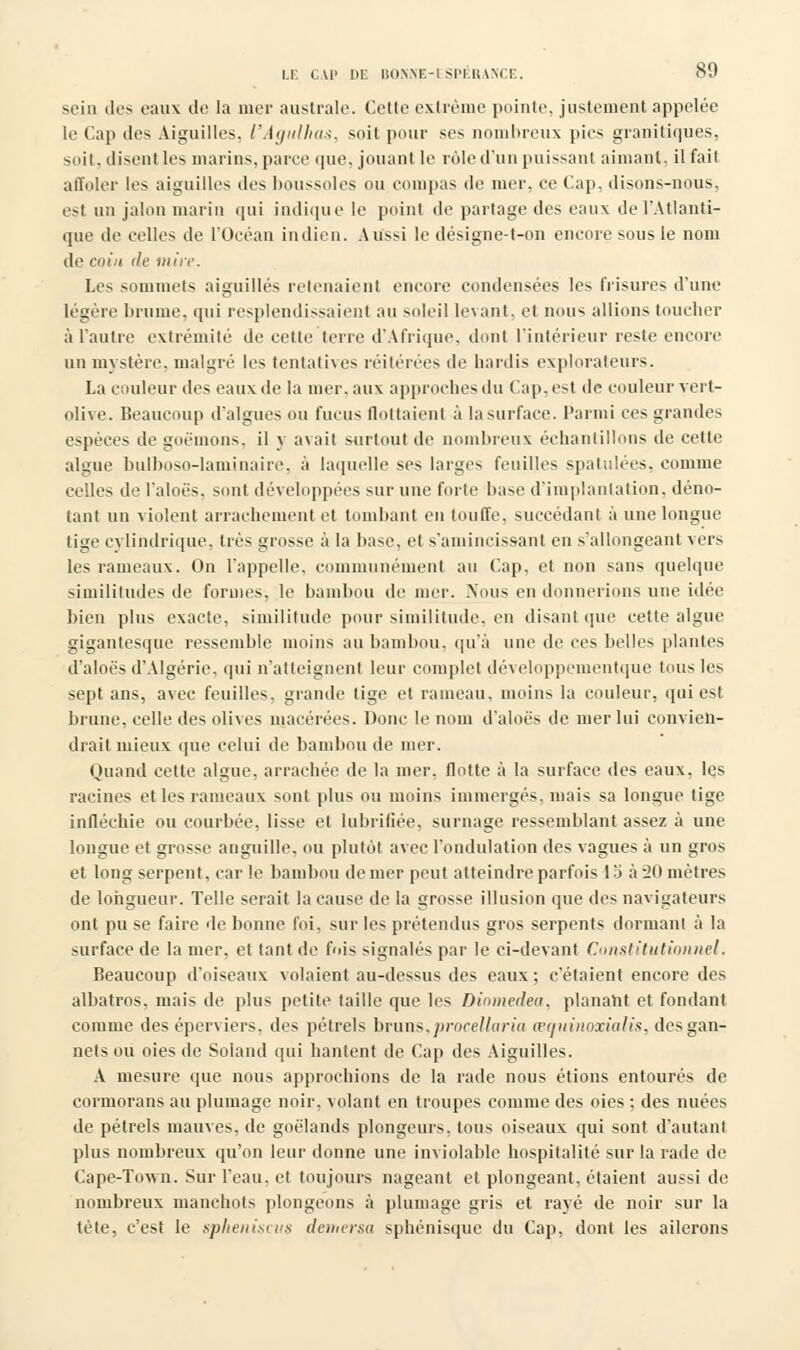 sein des eaux de la mer australe. Cette extrême pointe, justement appelée le Cap tles Aiguilles, l'Âgulhas, soit pour ses nombreux pics granitiques, soit, disent les marins, parce que, jouant le rôle d'un puissant aimant, il fait affoler les aiguilles des boussoles ou compas de mer, ce Cap, disons-nous, est un jalon marin qui indique le point de partage des eaux de l'Atlanti- que de celles de l'Océan indien. Aussi le désigne-t-on encore sous le nom de coin de mire. Les sommets aiguillés retenaient encore condensées les frisures d'une légère brume, qui resplendissaient au soleil levant, et nous allions toucher à l'autre extrémité de cette terre d'Afrique, dont l'intérieur reste encore un mystère, malgré les tentatives réitérées de hardis explorateurs. La couleur des eaux de la mer, aux approches du Cap. est de couleur vert- olive. Beaucoup d'algues ou fucus flottaient à la surface. Parmi ces grandes espèces de goémons, il y avait surtout de nombreux échantillons de cette algue bulboso-laminaire, à laquelle ses larges feuilles spatulées, comme celles de l'aloës, sont développées sur une forte base d'implantation, déno- tant un violent arrachement et tombant en touffe, succédant à une longue tige cylindrique, très grosse à la base, et s'amincissant en s'allongeanl vers les rameaux. On l'appelle, communément au Cap, et non sans quelque similitudes de formes, le bambou de mer. Nous en donnerions une idée bien plus exacte, similitude pour similitude, en disant que cette algue gigantesque ressemble moins au bambou, qu'à une de ces belles plantes d'aloës d'Algérie, qui n'atteignent leur complet développementque tous le> sept ans, avec feuilles, grande tige et rameau, moins la couleur, qui est brune, celle des olives macérées. Donc le nom d'aloës de mer lui convien- drait mieux que celui de bambou de mer. Quand cette algue, arrachée de la mer. flotte à la surface des eaux, les racines et les rameaux sont plus ou moins immergés, mais sa longue tige infléchie ou courbée, lisse et lubrifiée, surnage ressemblant assez à une longue et grosse anguille, ou plutôt avec l'ondulation des vagues à un gros et long serpent, car le bambou de mer peut atteindre parfois 13 à 20 mètres de longueur. Telle serait la cause de la grosse illusion que des navigateurs ont pu se faire de bonne foi, sur les prétendus gros serpents dormant à la surface de la mer, et tant de fois signalés par le ci-devant Constitutionnel. Beaucoup d'oiseaux volaient au-dessus des eaux ; c'étaient encore des albatros, mais de plus petite taille que les Dinmedea, planant et fondant comme des éperviers, des pétrels bruns,procellaria œquinoxialis, desgan- nets ou oies de Soland qui hantent de Cap des Aiguilles. A mesure que nous approchions de la rade nous étions entourés de cormorans au plumage noir, volant en troupes comme des oies ; des nuées de pétrels mauves, de goélands plongeurs, tous oiseaux qui sont d'autant plus nombreux qu'on leur donne une inviolable hospitalité sur la rade de Cape-Town. Sur l'eau, et toujours nageant et plongeant, étaient aussi de nombreux manchots plongeons à plumage gris et rayé de noir sur la tète, c'est le spheniscus demersa sphénisque du Cap, dont les ailerons