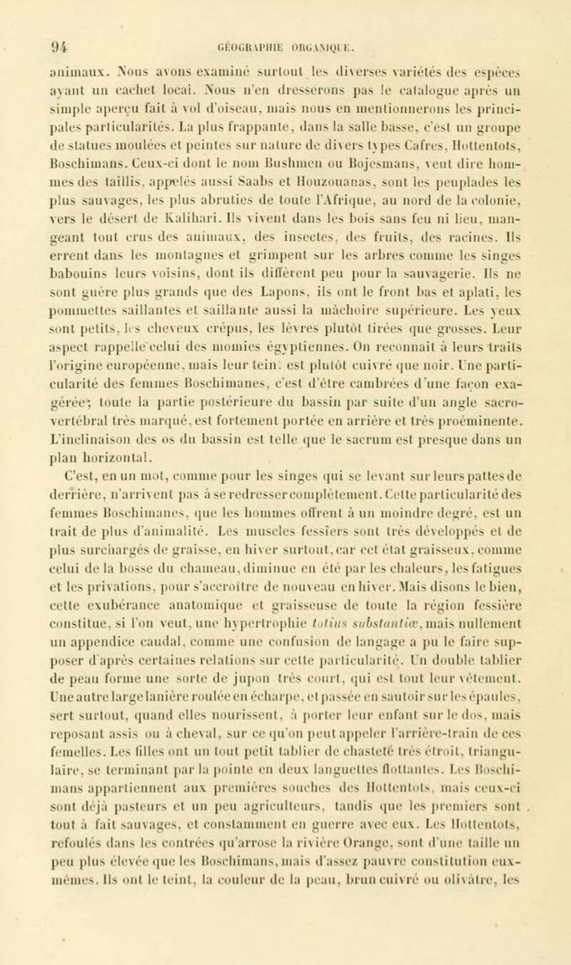 animaux. .Nous avons examiné surtout les diverses variétés des espèces ayant un cachet locai. Nous n'en dresserons pas le catalogue après un simple aperçu fait à vol d'oiseau. niais nous en mentionnerons les princi- pales particularités. La plus frappante, dans la salle basse, c'est un groupe de statues moulées et peintes sur nature de divers i\ pes Cafres, Hottentots, Boschimans. Ceux-ci dont le nom Bushmcn ou Bojesmans, veul dire hom- mes des taillis, appelés aussi Saabs et Mouzouanas, sont les peuplades les plus sauvages, les plus abruties de toute l'Afrique, au nord de la colonie. vers le désert de Kaliliari. Ils vivent dans le> bois sans l'eu ni lieu, man- geant tout crus des animaux, des insectes, des fruits, dos racines. II- errent dans les montagnes et grimpent sur les arbres comme les singes babouins leurs voisins, dont ils différent peu pour la sauvagerie. Ils ne sont guère plus grands que des Lapons, ils ont le front bas et aplati. les pommettes saillante- et saillante aussi la mâchoire supérieure. Les yeux sont petits, les cheveux crépus, les lèvres plutôt tirées que grosses. Leur aspect rappellecelui tics momies égyptiennes. On reconnaît à leurs traits l'origine européenne, mais leur tein! est plutôt cuivré que noir, lue parti- cularité des femmes Boschim; -, c'esl d'être cambrées d'une façon exa- gérée^ toute la partie postérieure du bassin par suite d'un angle sacro- vertébral très marqué,est follement portée en arriére et lié- proéminente. L'inclinaison des o- du bassin est telle que le sacrum est presque dans un plan horizontal. C'est, en un mot, comme pour les singes qui se levant sur leurs pattes de derrière. n'arri\ eut pas à se redresser complètement. Celte particularité des femmes Boschimanes, que les hommes offrent à un moindre degré, est un irait de plus d'animalité. Les muscles fessiers sont très développés el de plus surchargés de graisse, en hiver surtout,car cet état graisseux,comme celui de la bosse du chameau,diminue en été par les chaleur-, le- fatigues et les privations, pour s'accroître de nouveau en hiver. Mais disons le bien, cette exubérance anatomique ci graisseuse de toute la région fessière constitue, -i l'on veut, une hj pertrophie totius substantiœ,mais nullement un appendice caudal, comme une confusion de langage a pu le faire sup- poser d'après certaine- relations -or celte particularité,. Un double tablier de peau forme une sorte de jupon 1res court, qui est tout leur vêtement. Une autre large lanière roulée en écharpe, el passée en sautoir su ries épaules, serl surtout, quand elle- nourissenl. à porter leur enfant sur le du-, mais reposant assis ou à cheval, -ur ce qu'on peui appeler l'arrière-lrain de ces femelles. Les filles ont un tout petit tablier de chasteté très étroit, triangu- laire, -e terminant par la pointe en deux languettes flottantes. Les Boschi- mans appartiennent aux premières souches de- Hottentots, mais ceux-ci sont déjà pasteurs ci un peu agriculteurs, tandis que le- premiers -ont tout à fait sauvages, el constamment en guerre avec eux. Les Hottentots, refoulés dan- le- contrées qu'arrose la H\ ière Orange, -oui d'une taille un peu plu- élevée que le- Boschimans,mais d'assez pauvre constitution eux- mêmes. Il- onl le teint, la couleur de la peau, brun cuivré ou olivâtre, le-