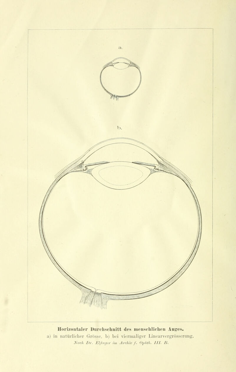 Horizontaler Durchschnitt des menschlichen Auges. a) in natürlicher Grösse, b) bei viermaliger Linearvergrösserung. Nach Dr. Elfinger im Archiv f. Ophth. III. B.