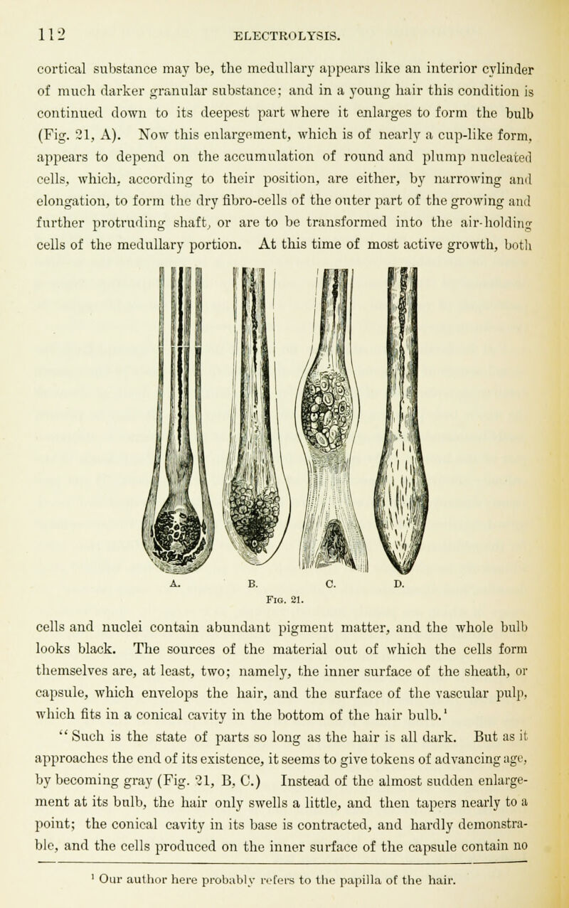 cortical substance may be, the medullary appears like an interior cylinder of much darker granular substance; and in a young hair this condition is continued down to its deepest part where it enlarges to form the bulb (Fig. 21, A). Now this enlargement, which is of nearly a cup-like form, appears to depend on the accumulation of round and plump nucleated cells, which, according to their position, are either, by narrowing and elongation, to form the dry nbro-cells of the outer part of the growing and further protruding shaft, or are to be transformed into the air-holding cells of the medullary portion. At this time of most active growth, both Fig. 21. cells and nuclei contain abundant pigment matter, and the whole bulb looks black. The sources of the material out of which the cells form themselves are, at least, two; namely, the inner surface of the sheath, or capsule, which envelops the hair, and the surface of the vascular pulp, which fits in a conical cavity in the bottom of the hair bulb.'  Such is the state of parts so long as the hair is all dark. But as it approaches the end of its existence, it seems to give tokens of advancing age, by becoming gray (Fig. 21, B, C.) Instead of the almost sudden enlarge- ment at its bulb, the hair only swells a little, and then tapers nearly to a point; the conical cavity in its base is contracted, and hardly demonstra- ble, and the cells produced on the inner surface of the capsule contain no 1 Our author here probably refers to the papilla of the hair.