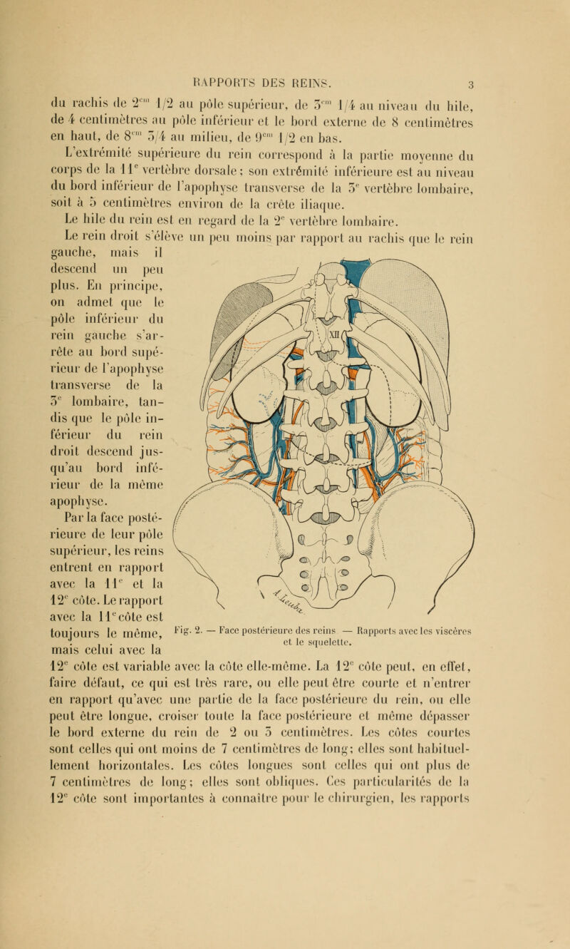 du rachis de 2c,n 1/2 au pôle supérieur, de 3n,) 1/4 au niveau du hile, de 4 centimètres au pôle inférieur et le bord externe de 8 centimètres en haut, de 8cm 3/4 au milieu, de 9cm 1/2 en bas. L'extrémité supérieure du rein correspond à la partie moyenne du corps de la 11e vertèbre dorsale; son extrémité inférieure est au niveau du bord inférieur de l'apophyse transverse de la 3e vertèbre lombaire, soit à 5 centimètres environ de la crête iliaque. Le hile du rein est en regard de la 2e vertèbre lombaire. Le rein droit s'élève un peu moins par rapport au rachis que le rein gauche, mais il descend un peu plus. En principe, on admet que le pôle inférieur du rein gauche s'ar- rête au bord supé- rieur de l'apophyse transverse de la 3e lombaire, tan- dis que le pôle in- férieur du rein droit descend jus- qu'au bord infé- rieur de la même apophyse. Par la face posté- rieure de leur pôle supérieur, les reins entrent en rapport avec la 11e et la 12° côte. Le rapport avec la 11ecôte est toujours le même, mais celui avec la 12e côte est variable avec la côte elle-même. La 12e côte peut, en effet, faire défaut, ce qui est très rare, ou elle peut être courte et n'entrer en rapport qu'avec une partie de la face postérieure du rein, ou elle peut être longue, croiser toute la face postérieure et même dépasser le bord externe du rein de 2 ou 3 centimètres. Les côtes courtes sont celles qui ont moins de 7 centimètres de long; elles sont habituel- lement horizontales. Les côtes longues sont celles qui ont plus de 7 centimètres de long; elles sont obliques. Ces particularités de la 12e côte sont importantes à connaître pour le chirurgien, les rapports Fig. 2. — Face postérieure des reins — Rapports avec les viscères et le squelette.