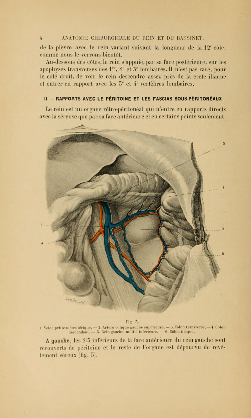 de la plèvre avec le rein variant suivant la longueur de la 12e cote, comme nous le verrons bientôt. Au-dessous des côtes, le rein s'appuie, par sa face postérieure, sur les apophyses transverses des lre, 2e et 3e lombaires. 11 n'est pas rare, pour le côté droit, de voir le rein descendre assez près de la crête iliaque et entrer en rapport avec les 5e et 4e vertèbres lombaires. II.-RAPPORTS AVEC LE PÉRITOINE ET LES FASCIAS SOUS-PÉRITONÉAUX Le rein est un organe rétro-péritonéal qui n'entre en rapports directs avec la séreuse que par sa face antérieure et en certains points seulement. Veine petite méaentérique. — l- Artère colique gauche supérieure.— >. Côlon transver! descendant. •>• Rein gauche, itié inférieure. — 6. Côlon iliaque. 4. Côlon A gauche, les 2 3 inférieurs de la face antérieure du rein gauche sonl recouverts de péritoine et le reste <l<i l'organe <isi dépourvu de reve- temenl séreux fli; ,) .