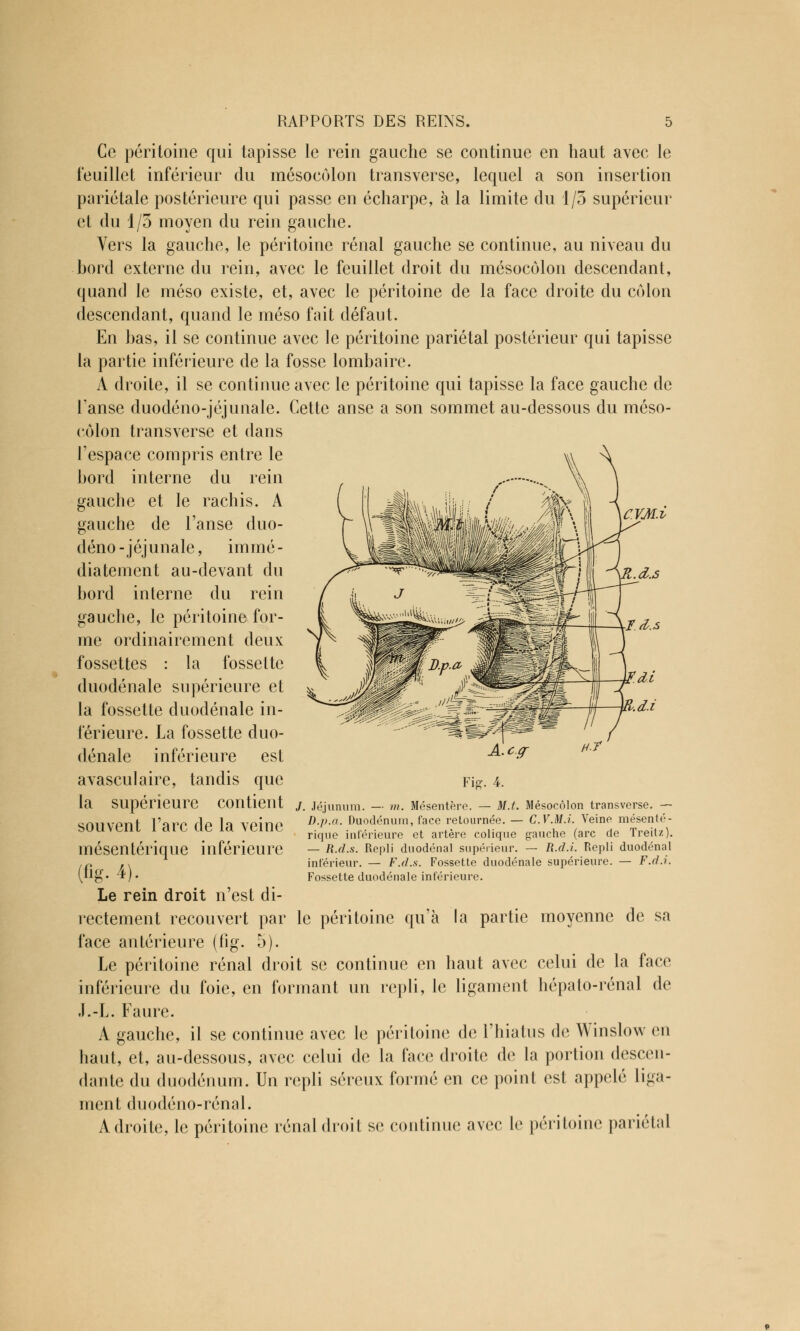 Ce péritoine qui tapisse le rein gauche se continue en haut avec le feuillet inférieur du mésocolon transverse, lequel a son insertion pariétale postérieure qui passe en écharpe, à la limite du 1/3 supérieur et du 1/3 moyen du rein gauche. Vers la gauche, le péritoine rénal gauche se continue, au niveau du bord externe du rein, avec le feuillet droit du mésocolon descendant, quand le méso existe, et, avec le péritoine de la face droite du côlon descendant, quand le méso fait défaut. En bas, il se continue avec le péritoine pariétal postérieur qui tapisse la partie inférieure de la fosse lombaire. A droite, il se continue avec le péritoine qui tapisse la face gauche de Panse duodéno-jéjunale. Cette anse a son sommet au-dessous du méso- côlon transverse et dans l'espace compris entre le bord interne du rein gauche et le rachis. A gauche de l'anse duo- déno-jéjunale, immé- diatement au-devant du bord interne du rein gauche, le péritoine for- me ordinairement deux fossettes : la fossette duodénale supérieure et la fossette duodénale in- férieure. La fossette duo- dénale inférieure est avasculaire, tandis que la supérieure contient souvent l'arc de la veine mésentérique inférieure (fig. 4). Le rein droit n'est di- rectement recouvert par le péritoine qu'à la partie moyenne de sa face antérieure (fig. 5). Le péritoine rénal droit se continue en haut avec celui de la face inférieure du foie, en formant un repli, le ligament hépato-rénal de J.-L. Faure. A gauche, il se continue avec le péritoine de l'hiatus de Winslow en haut, et, au-dessous, avec celui de la face droite de la portion descen- dante du duodénum. Un repli séreux formé en ce point est appelé liga- ment duodéno-rénal. Adroite, le péritoine rénal droit se continue avec le péritoine pariétal /. Jéjunum. — m. Mésentère. — M.t. Mésocôlon transverse. — D.p.a. Duodénum, face retournée. — C.V.M.i. Veine mésenté- rique inférieure et artère colique gauche (arc de Treitz). — R.d.s. Repli duodénal supérieur. — R.d.i. Repli duodénal inférieur. — F.d.s. Fossette duodénale supérieure. — F.d.i. Fossette duodénale inférieure.