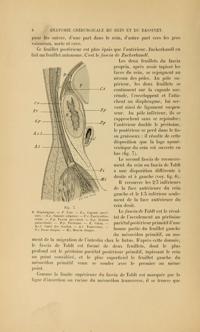 pour les suivre, d'une part dans le rein, d'autre part vers les gros vaisseaux, aorte et cave. Ce feuillet postérieur est plus épais que l'antérieur. Zuckerkandl en fait un feuillet autonome. C'est le fascia de Zuckerkandl. Les deux feuillets du fascia propria, après avoir tapissé les faces du rein, se rejoignent au niveau des pôles. Au pôle su- périeur, les deux feuillets se continuent sur la capsule sur- rénale, l'enveloppent et l'atta- chent au diaphragme, lui ser- vant ainsi de ligament suspen- seur. Au pôle inférieur, ils se rapprochent sans se rejoindre; l'antérieur douhle le péritoine, le postérieur se perd dans le tis- su graisseux : il résulte de cette disposition que la loge aponé- vrotique du rein est ouverte en has (fig. 7). Le second fascia de recouvre- ment du rein ou fascia de Toldt a une disposition différente à droite et à gauche (voy. fig. 6). 11 recouvre les 2/5 inférieurs de la face antérieure du rein gauche et le 1/5 inférieur seule- ment de la face antérieure du rein droit. Le fascia de Toldt est le résul- tat de l'accolement au péritoine pariétal postérieur primitif d'une bonne partie du feuillet gauche du mésocôlon primitif, au mo- ment de La migration de l'intestin chez le fœtus. D'après cette donnée, le fascia de Toldi est formé de deux feuillets, dont le plus profond esl le péritoine pariétal postérieur primitif, tapissant le rein au point considéré, el le plus superficiel le feuillet gauche du mésocôlon primitif venu se souder avec le premier au mémo point. Comme La limite supérieure du fascia de Toldt est marquée par la Ligne d Insertion ou racine du mésocôlon transverse, il se trouve que Fig. 7. D. Diaphragme. — /•'. Foie. — C.s. Capsule surré- nale. — C.a. Capsule adipeuse. — F.r. Fascia rétro- rénal. — F.p. Fascia pré-rénal. — G.p. Graisse para-rénale. — [>./>. Péritoine. — C. Côlon. — A.c.1. Carré des lombes. — A.l. Transverse. — F.i. Fosse iliaque. — MA. Muscle iliaque.