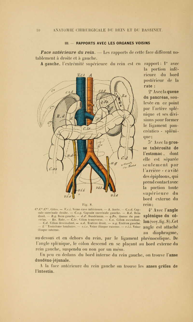 III. - RAPPORTS AVEC LES ORGANES VOISINS Face antérieure du rein. tablement à droite et à gauche. A gauche, l'extrémité supérieure clu rein est Les rapports de cette face diffèrent no- en V.c.i rapport : 1° avec la portion infé- rieure du bord postérieur de la rate ; 2° Avec la queue du pancréas, sou- levée en ce point par l'artère splé- nique et ses divi- sions pour former le ligament pan- créatico - spléni- que ; 5° Avec la gros- se tubérosité de l'estomac, dont elle est séparée seulement par l'arrière - cavité desépiploons, qui prend contact avec la portion toute supérieure du bord externe du rein ; 4° Avec l'angle splénique du cô- lon (voy.lig. 8). Cet angle est attaché au diaphragme, au-dessus et en dehors du rein, par le ligament phrénocolique. De l'angle splénique, le côlon descend en se plaçant au bord externe du rein gauche, suspendu ou non par un méso. I n peu en dedans du bord interne du rein gauche, on trouve l'anse duodéno-jéjunale. A la lace antérieure du rein gauche on trouve les anses grêles de l'intestin. l'iy. 8. Cx.Cxl.Cxil. Côtes. — V.c.i. Veine cave inférieure. — A. Aorte. — Cs.d. Cap- sule surrénale droite. — Cs.g. Capsule surrénale gauche. — H.d. Hein droit. — li.g. Hein gauche. — d.d'. Duodénum. — q.Pa. Queue du pan- eréas. - ha. Mate. — C.fr. Côlon transverse. — C.a. Côlon ascendant. — C.d. Côlon descendant.— //.</. Uretère droit. — u.g. Uretère gauche. /, Troisième lombaire. — v.i.e. Veine iliaque externe. — v.i.i. Veine iliaque interne.