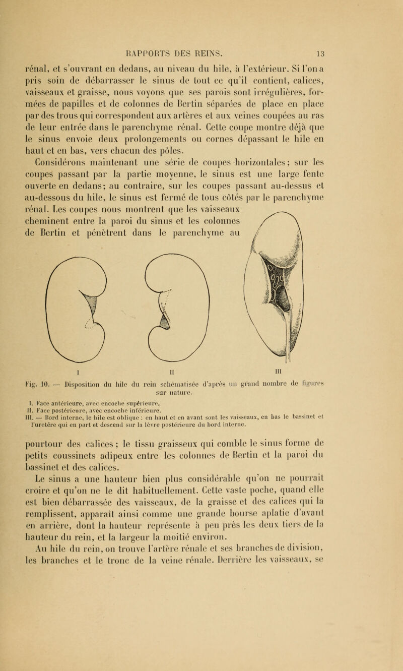 rénal, et s'ouvrant en dedans, au niveau du hile, à l'extérieur. Si l'on a pris soin de débarrasser le sinus de tout ce qu'il contient, calices, vaisseaux et graisse, nous voyons que ses parois sont irrégulières, for- mées de papilles et de colonnes de Bertin séparées de place en place par des trous qui correspondent aux artères et aux veines coupées au ras de leur entrée dans le parenchyme rénal. Cette coupe montre déjà que le sinus envoie deux prolongements ou cornes dépassant le hile en haut et en bas, vers chacun des pôles. Considérons maintenant une série de coupes horizontales ; sur les coupes passant par la partie moyenne, le sinus est une large fente ouverte en dedans; au contraire, sur les coupes passant au-dessus et au-dessous du hile, le sinus est fermé de tous côtés par le parenchyme rénal. Les coupes nous montrent que les vaisseaux cheminent entre la paroi du sinus et les colonnes de Bertin et pénètrent dans le parenchyme au i ii m Fig. 10. — Disposition du hile du rein schématisée d'après un grand nombre de figures sur nature. I. Face antérieure, avec encoche supérieure. II. Face postérieure, avec encoche intérieure. III. — bord interne, le hile est oblique : en haut et en avant sont les vaisseaux, en bas le bassinet et l'uretère qui en part et descend sur la lèvre postérieure du bord interne. pourtour des calices ; le tissu graisseux qui comble le sinus forme de petits coussinets adipeux entre les colonnes de Bertin et la paroi du bassinet et des calices. Le sinus a une hauteur bien plus considérable qu'on ne pourrait croire et qu'on ne le dit habituellement. Cette vaste poche, quand elle est bien débarrassée des vaisseaux, de la graisse et des calices qui la remplissent, apparaît ainsi comme une grande bourse aplatie d'avant en arrière, dont la hauteur représente à peu près les deux tiers de la hauteur du rein, et la largeur la moitié environ. Au hile du rein, on trouve l'artère rénale et ses branches de division, les branches et le tronc de la veine rénale. Derrière les vaisseaux, se