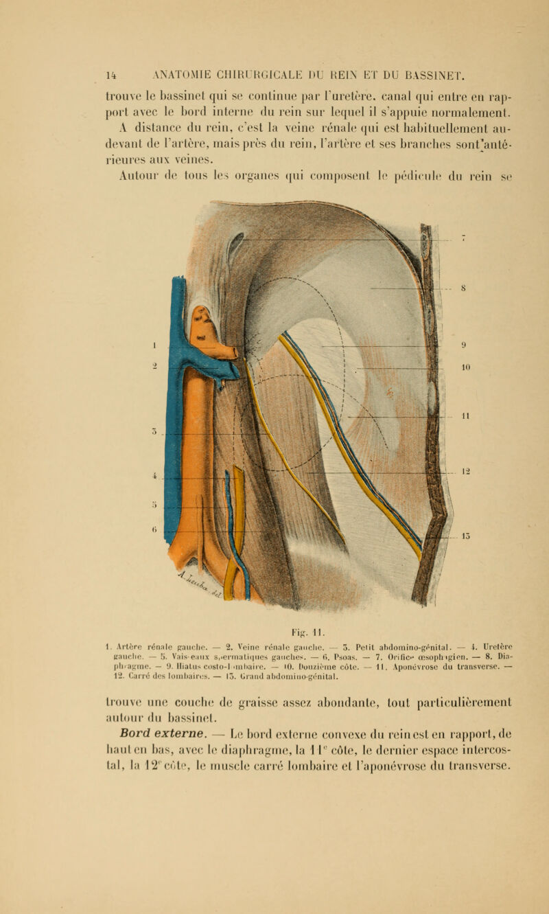 trouve le bassinet qui se continue par l'uretère, canal qui entre en rap- port avec le bord interne du rein sur lequel il s'appuie normalement. A distance du rein, c'est la veine rénale qui est habituellement au- devant de l'artère, mais près du rein, l'artère et ses branches sondante- Heures aux veines. Autour de tous les organes qui composent le pédicule du rein se 12 15 Fi£. 11. 1 Artère rénale gauche. — 2. Veine rénale gauche. — 5. Petit ahdomino-génital. — 1. Uretère gauche. — 5. Vais eaux s,.ermatiques gauches. — (>. Psoas. — 7. Orific œsoplngien. — 8. Dia- phragme. - '.). Hiatus costo-1 unitaire. — 10. Douzième cote. — 11. Aponévrose du transverse. — 12. Carré des lombaires. — \7>. Grand abdomino-génital. Lrouve une couche de graisse assez abondante, tout particulièrement autour du bassinet. Bord externe. — Le bord externe convexe du rein est en rapport, de liant en bas, avec, le diaphragme, la I Ie cote, le dernier espace intercos- tal, la I2ec(jte, le muscle carré lombaire et l'aponévrose du transverse.