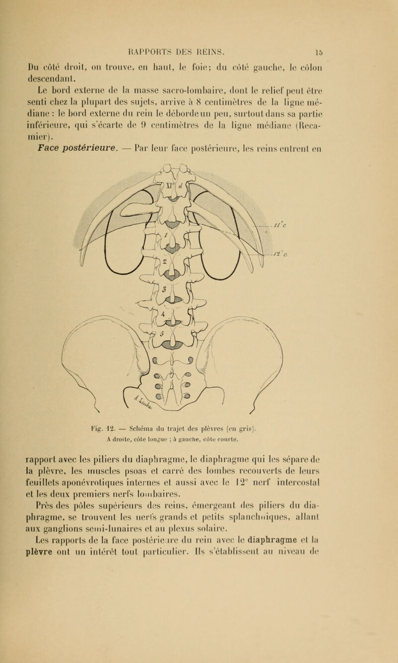 Du côté droit, on trouve, en haut, le foie; du coté gauche, le colon descendant. Le bord externe de la masse sacro-lombaire, dont le relief peut être senti chez la plupart des sujets, arrive à 8 centimètres de la ligne mé- diane : le bord externe du rein le déborde un peu, surtout dans sa partie inférieure, qui s'écarte de 0 centimètres de la ligue médiane (Reca- mier). Face postérieure. — Par leur face postérieure, les reins entrent en // c Fig. 42. — Schéma du trajet des plèvres (en gris A droite, côte longue ; à gauche, côte courte. rapport avec les piliers du diaphragme, le diaphragme qui les sépare de la plèvre, les muscles psoas et carré des lombes recouverts de leurs feuillets aponévrotiques internes et aussi avec le 12e nerf intercostal et les deux premiers nerfs lombaires. Près des pôles supérieurs des reins, émergeant des piliers du dia- phragme, se trouvent les nerfs grands et petits splanchniques, allanl aux ganglions semi-lunaires et au plexus solaire. Les rapports de la face postérieure du rein avec le diaphragme el la plèvre ont un intérêt tout particulier. Ils s'établissent au niveau de