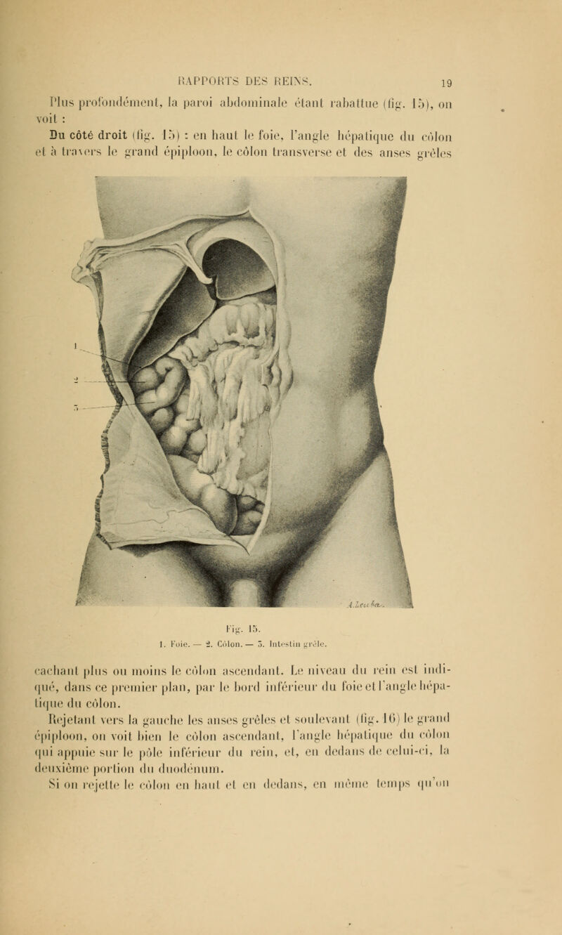 Plus profondément, la paroi abdominale étant rabattue (fig. 15), on voit : Du côté droit (fig. 15) : en haut le foie, l'angle hépatique du colon et à traders le grand épiploon, le côlon transverse et des anses grêles Fig. 15. 1. Foie.— 2. Côlon.— 3. Intestin grêle. cachant plus ou moins le colon ascendant. Le niveau du rein est indi- qué, dans ce premier plan, par le bord inférieur du foie et l'angle hépa- tique du colon. Rejetant vers la gauche les anses grêles et soulevant (fig. 16) le grand épiploon, on voit bien le colon ascendant, l'angle hépatique du côlon qui appuie sur le polo inférieur du rein, et, en dedans de celui-ci, la deuxième portion du duodénum. Si on rejette le côlon en haut et en dedans, en même temps qu'on