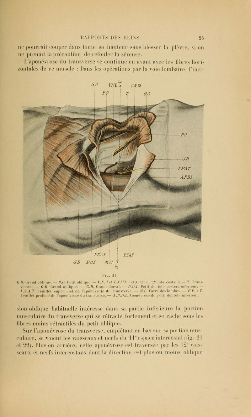 ne pourrait couper dans toute sa hauteur sans blesser la plèvre, si on ne prenait la précaution de refouler la séreuse. L'aponévrose du transverse se continue en avant avec les fibres hori- zontales de ce muscle : Dans les opérations par la voie lombaire, l'inci- — ; FSAI j ES AT OD P.DI M.C \ Kig.21. (..(). Grand oblique.— P.O. Petit oblique.— V.N.liet V..V.1- PV/.Y. 11° el 12' intercostaux.— T. Trans- verses. — G.O. Grand oblique. — G.h. Grand dorsal.— P.U.I. Petit dentelé postéro-inférieuri — F.S.A.T. Feuille! superficiel de l'aponévrose du transverse.— M.C. Carré des lombes. — /'./'. 1.7'. Feuillel profond de l'aponévrose du transverse. — A.P.D.I. Aponévrose du petii dentelé inférieur. sion oblique habituelle intéresse dans sa partie inférieure la portion musculaire du transverse qui se rétracte fortemenl el se cache sons les libres moins rétractilcs du petit oblique. Sur l'aponévrose du transverse, empiétant en bas sur sa portion mus- culaire, se voient les vaisseaux el nerfs du 1 Ieespace intercostal (fig. 21 et 2*2). Plus en arrière, celle aponévrose est traversée par les \2' vais- seaux el nerfs intercostaux dont la direction est pins on moins oblique