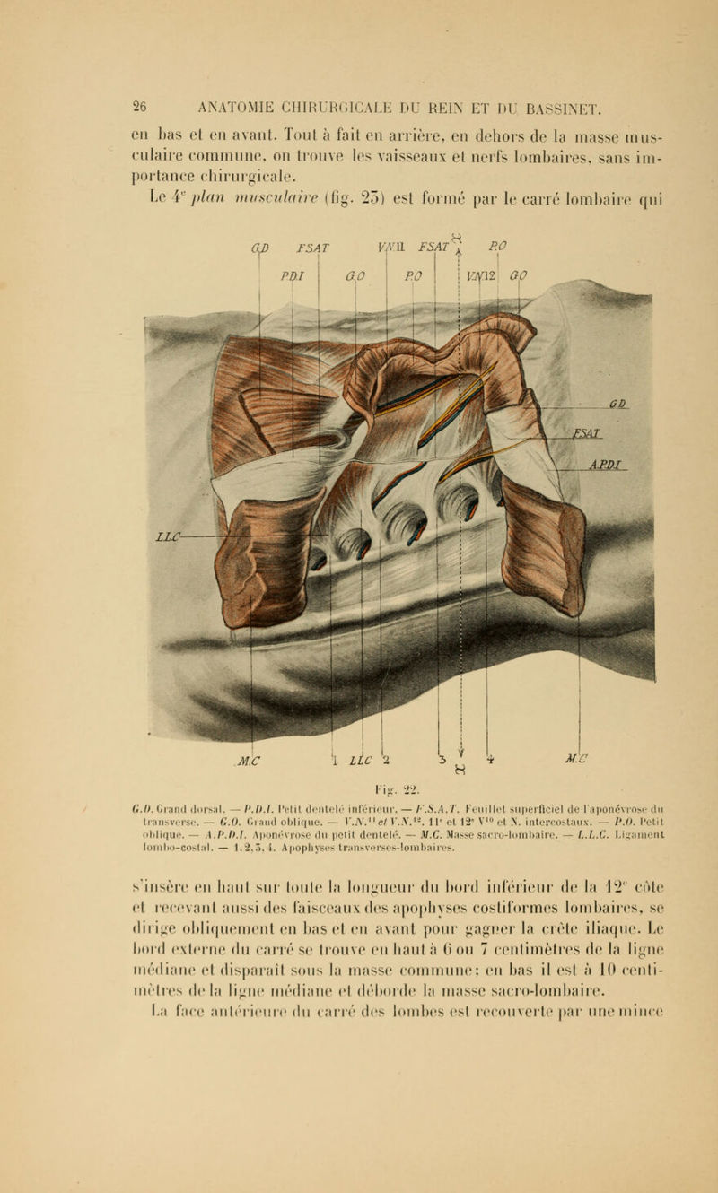 en bas et en avant. Tout à fait en arrière, en dehors de la niasse mus- culaire commune, on trouve les vaisseaux et nerfs lombaires, sans im- portance chirurgicale. Le ¥ plan musculaire (fig. 25) est formé par le carré lombaire qui JJPPP»* nr- C.b. Grand dorsal. — l'.h.l. Petit dentelé inférieur. — F.S.A.T. Feuillet superficiel de l'aponévrose du transverse. — G.O. Grand oblique. — r.A'.e/ Y.S.12. 11° et 12« V10 el N. intercostaux. — P.O. Petit oblique. — \.l'.h.l. Aponévrose du petit dentelé. — M.C. Masse sacro-lombaire. — L.L.C. Ligament lombo-coslal. — 1.-2.5. i. Apophyses transverses-Iombaires. s'insère en Itaul sur toute la longueur du bord inférieur de la 12e cote cl recevanl aussi des faisceaux des apophyses costiformes lombaires, se dirige obliquement en bas el en avant pour gagner la crête iliaque. Le bord externe du carié se trouve en haut à (i ou 7 centimètres de la ligne médiane et disparait sous la masse commune; en bas il est à 10 centi- mètres delà ligne médiane el déborde la niasse sacro-lombaire. fa face antérieure du carré des lombes esl recouverte par une mince