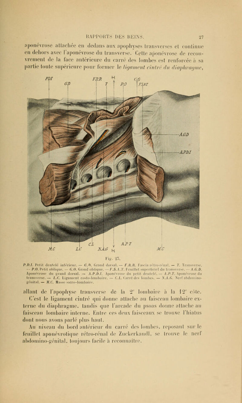 aponévrose attachée en dedans aux apophyses transverses et continue en dehors avec l'aponévrose du transverse. Cette aponévrose de recou- vrement de la face antérieure du carré des lombes est renforcée à sa partie toute supérieure pour former le ligament cintré du diaphragme, P.D.l. Petit denfelé inférieur.— G.D. Grand dorsal.— F.Ii.li. Fascia rétro-rénal.— T. Transverse. — P.O. Petit oblique. — G.O. Grand oblique. — F.S.A.T. Feuillet superficiel du transverse. — A.G.D. Aponévrose du grand dorsal. — A.P.D.L Aponévrose du |>r(it dentelé.— A.P.T. Aponévrose du Ir'ansverse.— L.C. Ligament costo-lombaire. — CL. Carré des lombes. — S.A.G. Nerf abdomino- génital. — U.C. Masse sacro-lombaire. allant de l'apophyse transverse de la 2e lombaire à la 12e côte. C'est le ligament cintré cpii donne attache au faisceau lombaire ex- terne du diaphragme, tandis que l'arcade (]\\ psoas donne attache au faisceau lombaire interne. Entre ces deux faisceaux se trouve l'hiatus dont nous avons parlé plus haut. Au niveau du bord antérieur du carré des lombes, reposanl sur le feuillet aponévrotique rétro-rénal de Zuckerkandl, se trouve le nerf abdomino-génital, toujours facile à reconnaître.