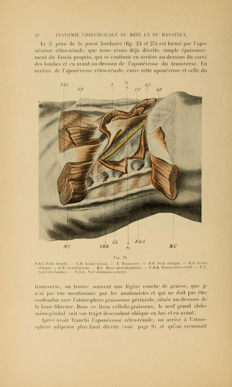 Le ,V plan de la paroi lombaire (fig. w2 i et 25) est formé par l'apo- névrose rétro-rénale, que nous avons déjà décrite, simple épaississe- inenl du fascia propria, qui se continue en arrière au-dessous du carré des lombes et en avant au-dessous de l'aponévrose du transverse. En arrière de l'aponévrose rétro-rénale, entre celle aponévrose et celle du l'i-. '24. l'.h.l. Petil dentelé. G.D. Grand dorsal. — T. Transverse. — P.O. iviii oblique, oblique.— G.l>. Granddorsal. U.C. Masse sacro-lombaire. — l'.H.li. Faseia rétr< llarré des lombes. N.A.G. Nerf abdomino-génital. - G.O. Grand énal. - CL. transverse, on trouve souvent une légère couche de graisse, que je n'ai pas vue mentionnée par les anatomistes et qui ne doit pas être confondue avec l'atmosphère graisseuse périnéale, située au-dessous de la laine fibreuse. Dans ce tissu cellulo-graisseux, le nerf grand abdo- mino-génital >uil sou trajel descendant oblique en bas et en avant. Après avoir franchi l'aponévrose rétro-rénale, <»u arrive à l atmo- sphère adipeuse plus haut décrite (voir page 9) e1 qu'on reconnaît