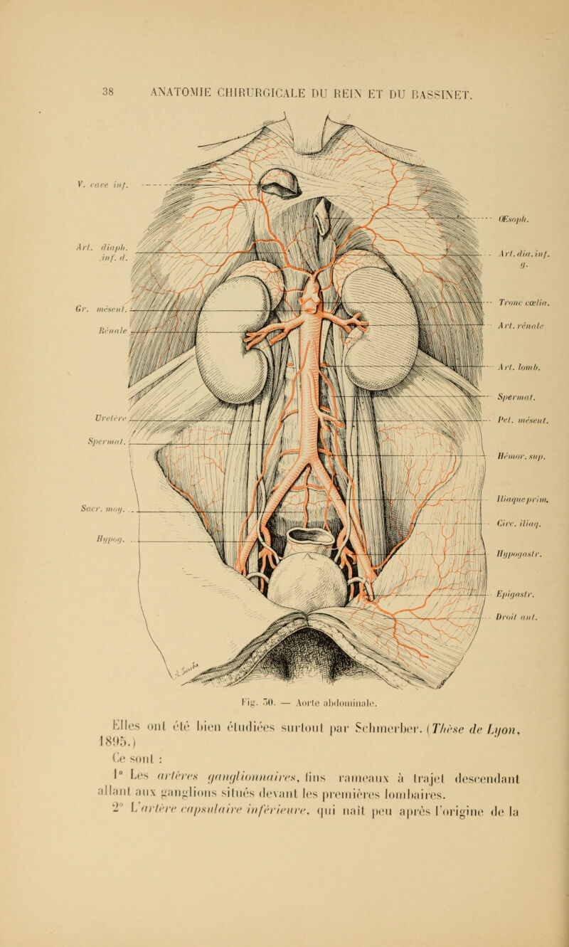 V. cave in/ Art. (lia pli QEsoph. \rl. dia. ii/f. il- 1--- Tronc cœlia. W A ri. rénal,' Fig. 50. — Aorte abdominale. Elles ont été bien étudiées surtoul par Schmerber. (Thèse de Lyon, 1895.) Cesoul : 1° L.'s artères ganglionnaires, lins rameaux à trajet descendant allanl aux ganglions situés devant l<is premières lombaires. 2° L artère consulaire inférieure, qui naît peu après l'origine delà