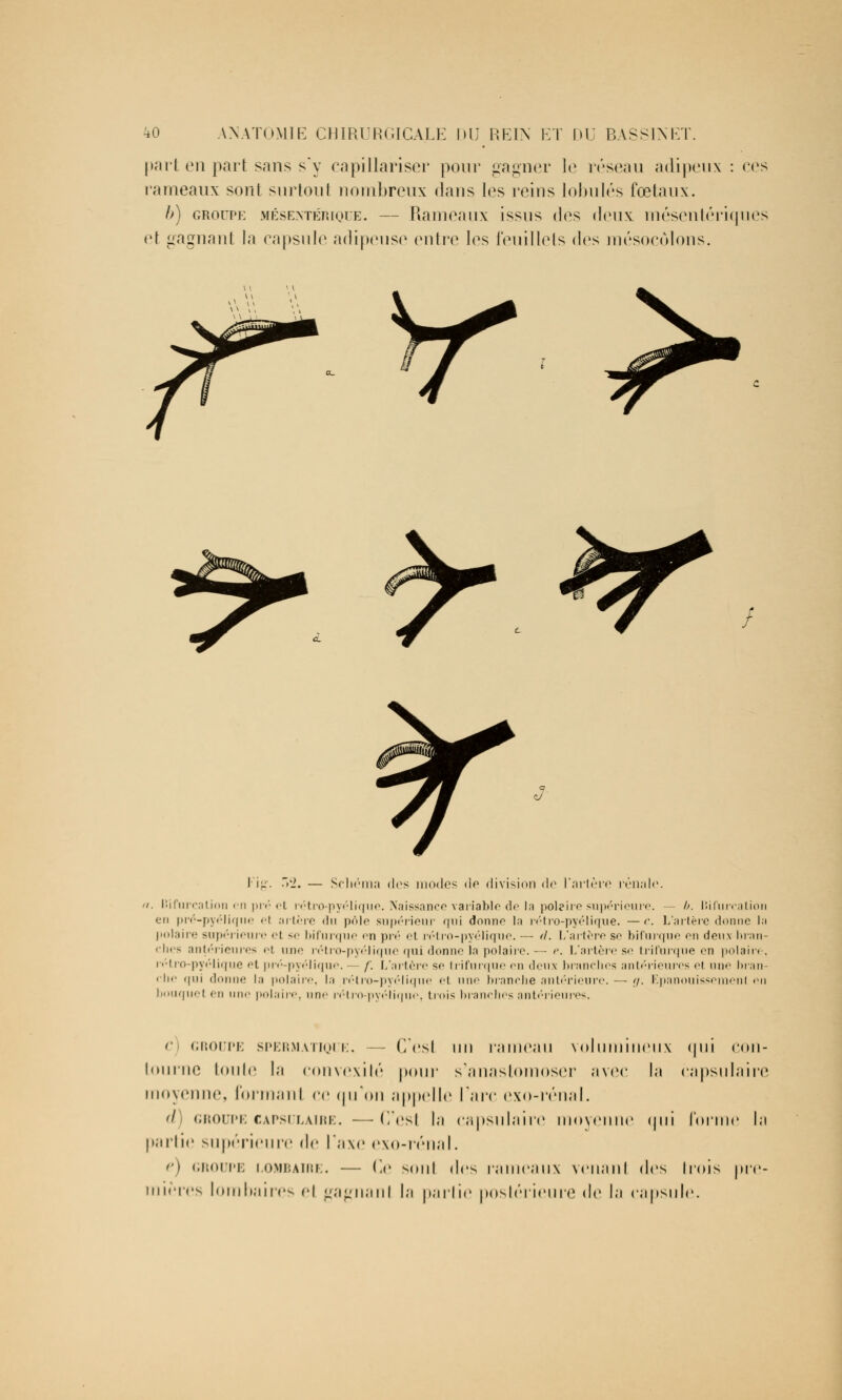 pari eu paît sans s'y capillariser pour gagner le réseau adipeux : ces rameaux sont surtoul nombreux dans tes reins lobules fœtaux. b) groupe méseintérique. — Rameaux issus des deux mésentériques et gagnant la capsule adipeuse (Mitre les feuillets des mésocôlons. \f ^ ^V &f J- Schéma <lrs modes dp division de l'artèr / i. bifurcation en pré et rétro-pyélique. Naissance variable de la poleire supérieure. — b. Bifurcation en pré-pyélique el artère du polo supérieur qui donno la rétro-pyélique. —c. L'artère donne la polaire supérieure <•! se bifurque <n pré et rétro-pyélique. — d. L'artère se bifurque on deux bran- ches antérieures <-t, imo rétro-pyélique qui donne la polaire. — e. L'artère se trifurque en polaire, rétro-pyélique et pré-pyélique. /'. L'artère se trifurque en deux branches antérieures el une bran- che (|in donne la polaire, la rétro-pyélique h une branche antérieure. — g. Epanouissemenl <'n bouquel en une polaire, miic rétro-pyélique, trois branches antérieures. c groupe spermatique. - Cesl un rameau volumineux qui con- tourne toute la convexité pour s'anastomoser avec la capsulaire moyenne, formanl ce qu'on appelle l'arc exo-rénal. d groupe capsulaire. —(l'esl la capsulaire moyenne qui forme la partie supérieure de l'axe exo-rénal. p) groupe lombaire. — Ce seul des rameaux venant des Mois pre- mières lombaires el gagnant la partie postérieure de la capsule.