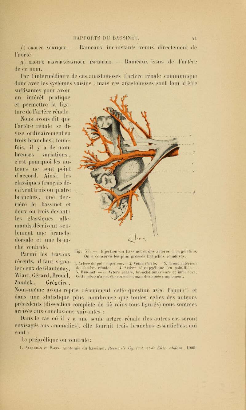 /' groupe aortique. — Rameaux inconstants venus directement de l'aorte. (j) GROUPE DIAPHRAGMATIQUE INFÉRIEUR. — HaïUCaUX ISSUS de l'artère de ce nom. Par l'intermédiaire de ces anastomoses l'artère rénale communique donc avec les systèmes voisins : mais ces anastomoses sont loin d'être suffisantes pour* avoir un intérêt pratique et permettre la li^a- I lire de l'artère rénale. Nous avons dit que l'artère rénale se di- vise ordinairement en trois brandies ; toute- fois, il y a de nom- breuses variations . c'est pourquoi les au- teurs no sont point d'accord. Ainsi, les classiques français dé- çu vent trois ou quatre branches, une der- rière le bassinet et deux ou trois devant : les classiques alle- mands décrivent seu- lement une branche dorsale et une bran- che ventrale. Parmi les travaux Fig. .. — Injection du bassinel el des artères à la gélatine. On ;i conservé les plus grosses branches veineuses. récents, il tant Signa- j Artère du pôle supérieur.— 2. Veine rénale.— 3. Tronc antérieur 1er CeUX de GlanteiiaV <l(' ,;i,'tf',>e rénale. — i. Artère rétro-pyélique (en pointillé). — .... _, , .'». Bassinet.— 6. Artère rénale, branche antérieure et inférieure. Y\ lai't, Gérard, BrÔdel, Cette pièce n'a pas été corrodée, mais disséquée simplement. Zondek, Grégoire. Nous-même avons repris récemment celle question avec Papin (') et dans nue statistique pins nombreuse que toutes celles des auteurs précédents (dissection complète de (m reins Ions figurés) nous sommes arrivés aux conclusions suivantes : Dans le cas où il y a une seule artère rénale lies autres cas seront envisagés aux anomalies), elle fournit trois branches essentielles, <pii sont : La prépyélique ou ventrale : I. Auurran ei Papin. Anntomie du bassinet. Revue de Gynéeol. etde Chu-, abdom., 1008.