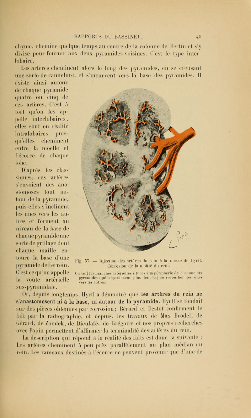 chyme, chemine quelque temps au centre de la colonne de Berlin et s'y divise pour fournir aux deux pyramides voisines. C'est le type inter- lobaire. Les artères cheminent alors le long des pyramides, en se creusant une sorte de cannelure, et s'incurvent vers la base des pyramides. Il existe ainsi autour de chaque pyramide quatre ou cinq de ces artères. C'est à tort qu'on tes ap- pelle interlobaires, elles sont en réalité intralobaires puis- qu'elles cheminenl entre la moelle et l'écorce de chaque lobe. D'après les clas- siques, ces artères s'envoient des ana- stomoses tout au- tour de la pyramide, puis elles s'inclinent les unes vers les au- tres et forment au niveau de la base de chaque pyramide une sorte de grillage dont chaque maille en- toure la base d'une pyramide de Ferrein. C'est ce qu'on appelle la voûte artérielle sus-pyramidale. Or, depuis longtemps, llvitl a démontré que les artères du rein ne s'anastomosent ni à la base, ni autour de la pyramide. Hyrtl se fondait sur des pièces obtenues par corrosion ; Bérard cl Destot confirment le fait par la radiographie, et depuis, les travaux de Max Brôdel, de Gérard, de Zondek, de Dieulafé, de Grégoire et nos propres recherches avec Papin permettent d'affirmer la terminalité des artères du rein. La description qui répond l\ la réalité des faits est donc la suivante : Les artères cheminenl à peu près parallèlement au plan médian du rein. Les rameaux destinés U l'écorce ne peuvent provenir que d une de in Injection des artères du rein à la Corrosion de la moitié du rein niasse de llvrll. On voit les branches artérielles situées à la périphérie de chac pyramides (qui apparaissent plus foncées) se recourber h vers les autres. tne des