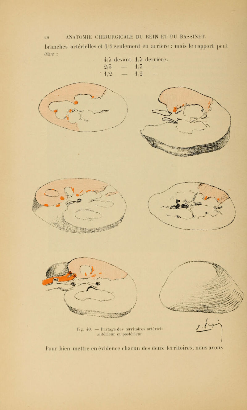 branches artérielles et 1 i seulement en arrière : mais le rapport [>eut être : 4/5 devant, J 5 derrière. 2/3 — 1/5 • 1/2 — 1/2 — / -N r r \ —--—.0 âSkt K- <ff> ;j%^%^: ( C ,, 'ig. 10. — Partage des territoires art< antérieur cl postérieur. . iw 'oui* bien mettre en évidence chacun des deux territoires, nous avons