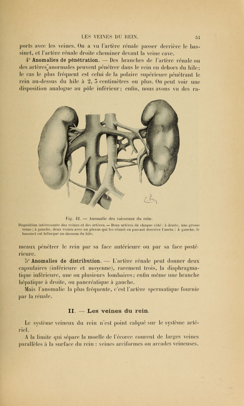 ports avec les veines. On a vu l'artère rénale passer derrière le bas- sinet, et l'artère rénale droite cheminer devant la veine cave. 4° Anomalies de pénétration. — Des branches de l'artère rénale ou des artères^anormales peuvent pénétrer dans le rein en dehors du hile; le cas le plus fréquent est celui de la polaire supérieure pénétrant le rein au-dessus du hile à 2, 5 centimètres ou plus. On peut voir une disposition analogue au pôle inférieur; enfin, nous avons vu des ra- Fig. 4*2. — Anomalie des vaisseaux du rein. Disposition intéressante des veines et des artères.— Deux artères de chaque côté : à droite, une grosse veine ; à gauche, deux veines avec un plexus qui les réunit en passant derrière l'aorte : à gauche, le bassinet est bifurqué au-dessous du hile. meaux pénétrer le rein par sa face antérieure ou par sa face posté- rieure. 5° Anomalies de distribution. — L'artère rénale peut donner deux capsulaires (inférieure et moyenne), rarement trois, la diaphragma- tique inférieure, une ou plusieurs lombaires; enfin môme une branche hépatique à droite, ou pancréatique à gauche. Mais l'anomalie la plus fréquente, c'est l'artère spermatique fournie par la rénale. II Les veines du rein. Le système veineux du rein n'est point calqué sur le système arté- riel. A la limite qui sépare la moelle de l'écorce courent de larges veines parallèles à la surface du rein : veines arciformes ou arcades veineuses.