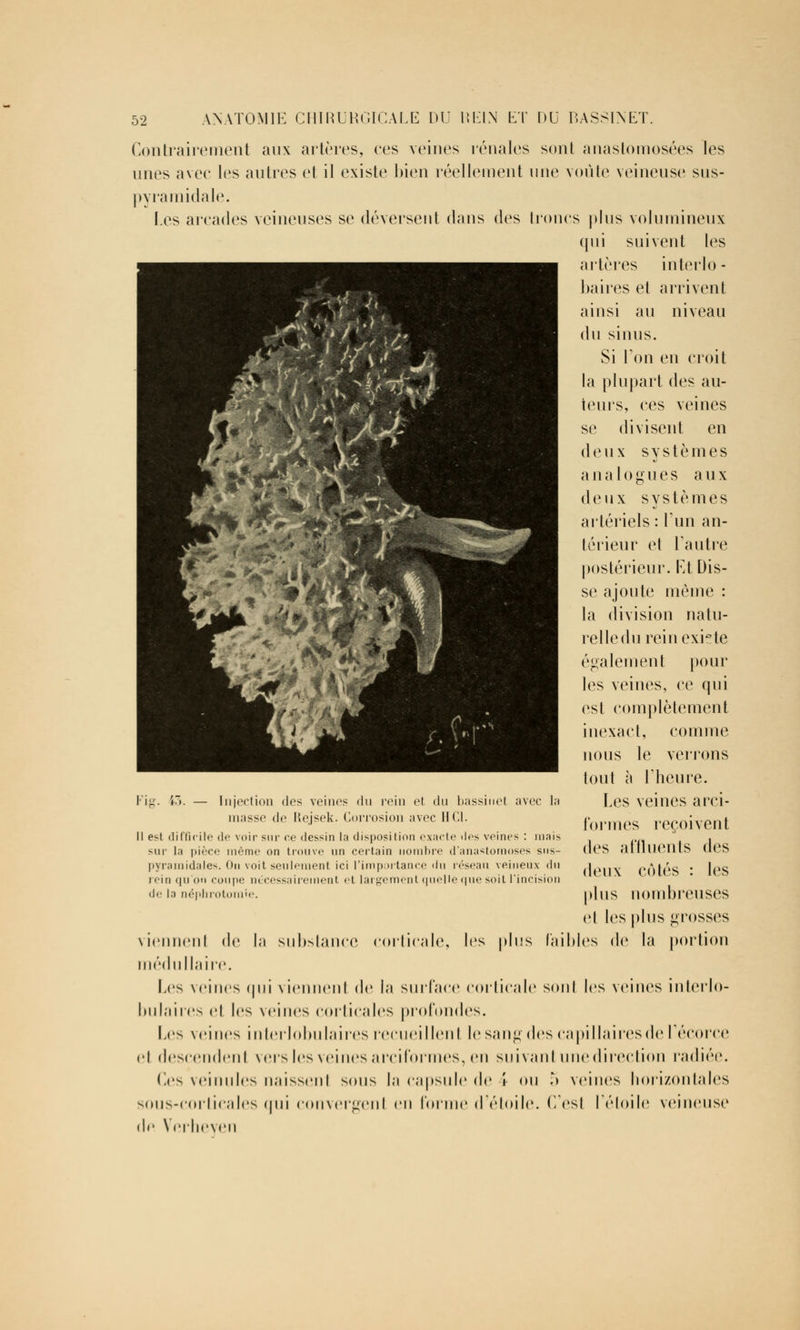 Contrairement aux artères, ces veines rénales sont anastomosées les unes avec les autres et il existe bien réellement une voûte veineuse sus- pyramidale. [.es arcades veineuses se déversent dans des troncs plus volumineux qui suivent les artères interlo - baires et arrivent ainsi au niveau du sinus. Si Ton en croit la plupart des au- teurs, ces veines se divisent en deux systèmes analogues aux deux systèmes artériels : l'un an- lé rieur et l'autre postérieur. Et Dis- se ajoute même : la division natu- relle du rein exiete également pour les veines, ce qui est complètement inexact, comme nous le verrons tout à Fheure. Les veines arci- formes reçoivent des affluents des deux cotés : les plus nombreuses et les plus grosses viennenl de la substance corticale, les plus faibles de la portion médullaire. Les veines qui viennenl de la surface corticale son! les veines inlerlo- bulaires et les veines corticales profondes. Les veines in 1er lobu hures recueil lenl le sang des capillaires de reçoive et descendent vers les veines arcil'ormes, en suivant une direction radiée. Os veinules naissenl sous la capsule de i ou 5 veines horizontales sous-corticales qui convergent en forme d'étoile. C'est l'étoile veineuse de \ erlieveil Kig. £3. — Injection dos veines du rein el du bassinet avec la masse de Kejsek. Corrosion avec H Cl. Il est difficile de voir sur ce dessin la disposition exacte îles veines : mais soi' la pièce même on trouve un certain nombre d'anastomoses sus- pyramidale-. On voit seulement ici l'importance du réseau veineux du rein qu'on coupe nécessairement et largement quelle (pie soit l'incision de la néplirotomie.