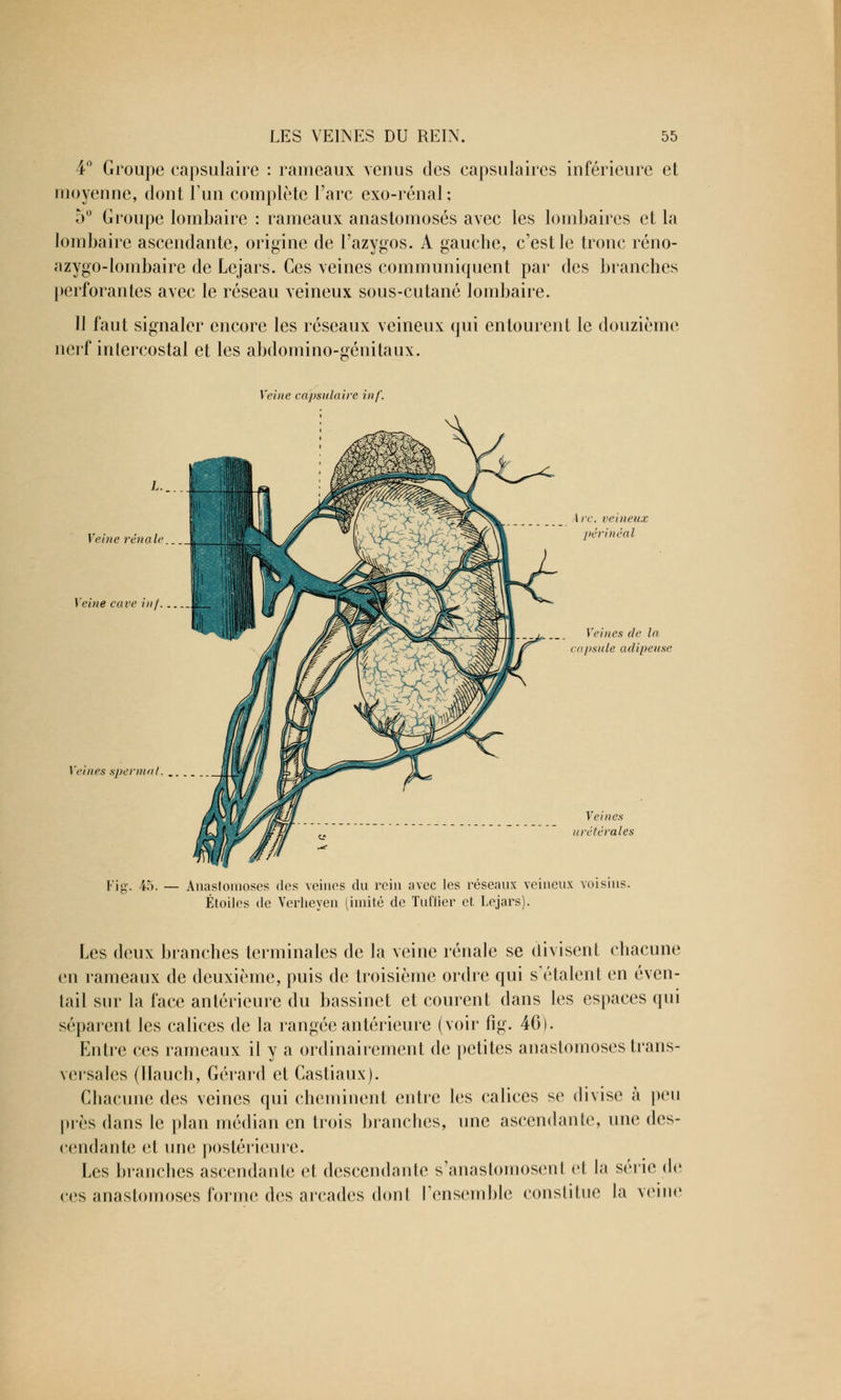 4° Groupe capsulaire : rameaux venus des capsulaires inférieure et moyenne, dont l'un complète l'arc exo-rénal ; b° Groupe lombaire : rameaux anastomosés avec les lombaires et la lombaire ascendante, origine de l'azygos. A gauche, c'est le tronc réno- azygo-lombaire de Lejars. Ces veines communiquent par des branches perforantes avec le réseau veineux sous-cutané lombaire. 11 faut signaler encore les réseaux veineux qui entourent le douzième nerf intercostal et les abdomino-génitaux. Veine capsulaire inf. Veine rénale Veine cave inf Veines spermal. . Arc. veineux pcrinéal Veines de la capsule adipeuse Fiff. 45. Anastomoses des veines du rein avec les réseaux veineux voisins. Étoiles de Verheyen (imité de Tuffier et Lejars). Les deux branches terminales de la veine rénale se divisent chacune en rameaux de deuxième, puis de troisième ordre qui s'étalent en éven- tail sur la face antérieure du bassinet et courent dans les espaces qui séparent les calices de la rangée antérieure (voir fig. 46). Entre ces rameaux il y a ordinairement de petites anastomoses trans- versales (Itauch, Gérard et Castiaux). Chacune des veines qui cheminent entre les calices se divise à peu près dans le plan médian en trois branches, une ascendante, une des- cendante et une postérieure. Les branches ascendante et descendante s'anastomosenl el la série de ces anastomoses forme des arcades dont l'ensemble constitue la veine