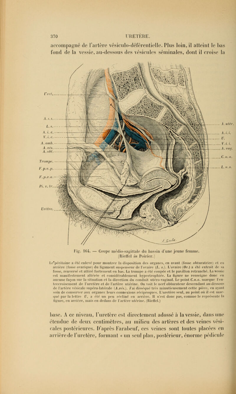 accompagné de l'artère vésiculo-déférentielle. Plus loin, il atteint le bas fond de la vessie, au-dessous des vésicules séminales, dont il croise la \.u/ér Fig. 164. — Coupe médio-sagittale du bassin d'une jeune femme. (RieU'el in Poirier.) Le'péritoine a été enlevé pour montrer la disposition clos organes, on avant (fosse obturatrice) et eu arrière (fosse ovarique) du ligament suspenseur de l'ovaire (L. s.). L'ovaire (Ov.) a été extrait de sa fosse, renversé et attiré fortemeut en bas. La trompe a été coupée et le pavillon retranché. La vessie est manifestement altérée el considérablement hypertrophiée. La figure ne renseigne doue en aucune façon sur la situation et la direction du conduit utéro-vaginal. I>e point C.u.a. marque l'en- trecroisemenl <le L'uretère et de l'artère utérine. On voit le nerf obturateur descendant au-dessous de l'artère vésicale supéro-latérale (A.vés.). J'ai disséqué 11<-s minutieusement cette pièce, <'ii ayanl soin de conserver aux organes leurs connexions réciproques. L'uretère seul, au point où il est mar- qué par la lettre U, a été un peu récliné en arrière, il n'est donc pas, comme le représente la figure, en arrière, mais «mi dedans de l'artère utérine. (Riefïel.) base. A ce niveau, l'uretère esi directement adossé à la vessie, dans une étendue de deux centimètres, au milieu des artères et des veines vési- cales postérieures. D'après Farabeuf, ces veines sont toutes placées en arrièrede l'uretère, formanl « un seul plan, postérieur, énorme pédicule