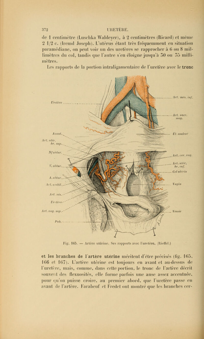 de 1 centimètre (Lusclika Waldeyer), à 2 centimètres (Ricard) et même c2 1/2 c. (Iremd Joseph). L'utérus étant très fréquemment en situation paramédiane, on peut voir un des uretères se rapprocher à 6 ou 8 mil- limètres du col, tandis que l'autre s'en éloigne jusqu'à 50 ou 35 milli- mètres. Les rapports de la portion intraligamentaire de l'uretère avec le tronc Uretère irl. mes. inf. ...Art. sncr 1)101/. A nast. Art. tité). br. siip. Nfobtur. Y. obtur.. A. obtur..-$^r irt.ombiL.S--^ Art rrs.--'' Vretère--''' Ar 1. Vll(). SI//).- ■ ' Pub. Fig. 465. — Artère utérine. Ses rapports avec l'uretère. (Rieffel.) et les branches de l'artère utérine méritent d'être précisés (fig. 165, 166 el 167). L'artère utérine esi toujours en avant et au-dessus de l'uretère, m;iis, comme, dans cette portion, le tronc de Tarière décril souvent des (lexuosités, elle forme parfois une anse assez accentuée, pour qu'on puisse croire, au premier abord, que l'uretère passe en avant de l'artère. Farabeuf el Fredel <>ni montré que les branches cer-