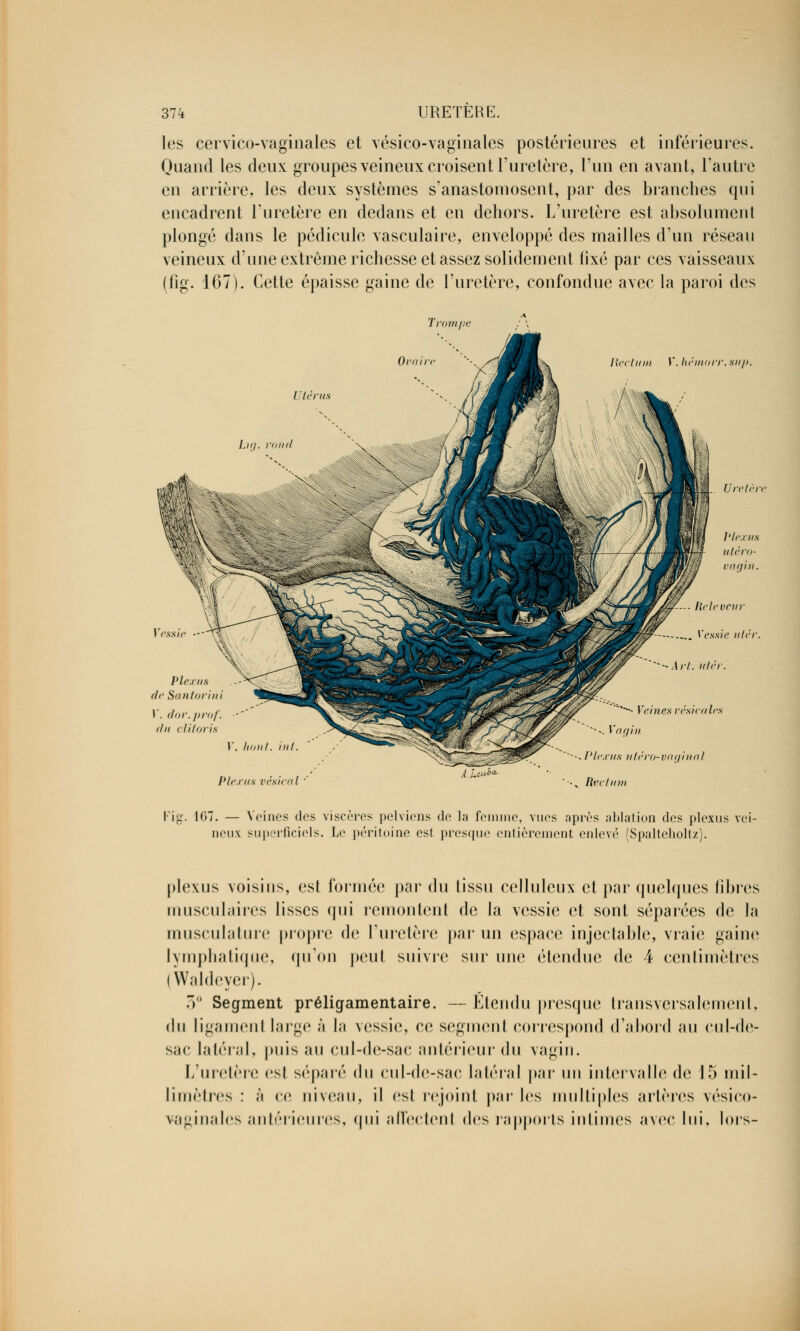 les cervico-vaginales et vésico-vaginales postérieures et inférieures. Quand les deux groupes veineux croisent l'uretère, l'un en avant, l'autre en arrière, les deux systèmes s'anastomosent, par des branches qui encadrent l'uretère en dedans et en dehors. L'uretère est absolument plongé dans le pédicule vasculaire, enveloppé des mailles d'un réseau veineux d'une extrême richesse et assez solidement fixé par ces vaisseaux (fig. 167). Cette épaisse gaine de l'uretère, confondue avec la paroi des Trompe Or a in Rectum V. hêmorr.suj) Utérus Uretèr V. dor.prof ilii clitoris V. hont. inf. Plexus vésical '' A L.e.uba -• Veines vésicalei *■*«.. Vagin -. Plexus utéro-vaginal x Rectum 'ig. 1G7. — Veines des viscères pelviens de la femme, vues après ablation des plexus vei lieux superficiels. Le péritoine est presque entièrement enlevé (Spalteholtz). plexus voisins, est formée par (\\\ tissu celluleux et par quelques fibres musculaires lisses qui remontent de la vessie et sont séparées de la musculature propre de l'uretère par un espace injectable, vraie gaine lymphatique, qu'on peut suivie sur une étendue de 4 centimètres (Waldeyer). 3° Segment préligamentaire. —Étendu presque transversalement, du ligamenl large à la vessie, ce segment correspond d'abord au cul-de- sac latéral, puis au cul-de-sac antérieur du vagin. L'uretère est séparé du cul-de-sac latéral par un intervalle de 15 mil- limètres : à ce niveau, il est rejoint par les multiples artères vésico- vaginales antérieures, qui affectent des rapports intimes avec lui, lors-