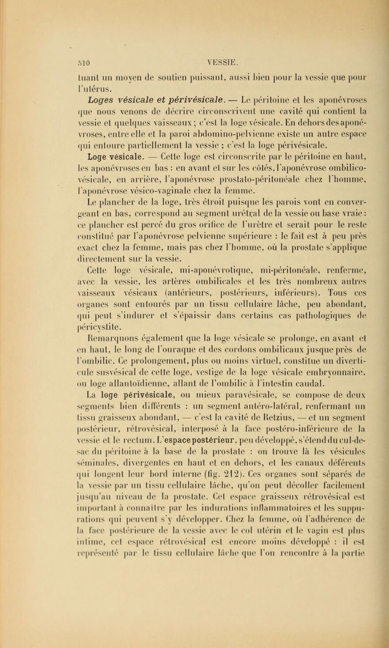 tuant un moyen de soutien puissant, aussi bien pour la vessie que pour l'utérus. Loges vésicale et périvésicale. — Le péritoine et les aponévroses <[ue nous venons de décrire circonscrivent une cavité qui contient la vessie et quelques vaisseaux; c'est la loge vésicale. En dehors des aponé- vroses, entre elle et la paroi abdomino-pelvienne existe un autre espace qui entoure partiellement la vessie ; c'est la loge périvésicale. Loge vésicale. — Cette loge est circonscrite par le péritoine en haut, les aponévroses en bas : en avant et sur les cotés, l'aponévrose ombilico- vésicale, en arrière, l'aponévrose prostato-péritonéale chez l'homme, l'aponévrose vésico-vaginale chez la femme. Le plancher de la loge, très étroit puisque les parois vont en conver- geant en bas, correspond au segment urétral de la vessie ou base vraie : ce plancher est percé du gros orifice de l'urètre et serait pour le reste constitué par l'aponévrose pelvienne supérieure : le fait est à peu près exact chez la femme, mais pas chez l'homme, où la prostate s'applique directement sur la vessie. Cette loge vésicale, mi-aponévrotique, mi-péritonéale, renferme, avec la vessie, les artères ombilicales et les très nombreux autres vaisseaux vésicaux (antérieurs, postérieurs, inférieurs). Tous ces organes sont entourés par un tissu cellulaire lâche, peu abondant, qui peut s'indurer et s'épaissir dans certains cas pathologiques de péri cystite. Remarquons également que la loge vésicale se prolonge, en avant et en haut, le long de l'ouraque et des cordons ombilicaux jusque près de l'ombilic. Ce prolongement, plus ou moins virtuel, constitue un diverti- rule susvésical de cette loge, vestige de la loge vésicale embryonnaire, ou loge allantoïdienne, allant de l'ombilic à l'intestin caudal. La loge périvésicale, ou mieux paravésicale, se compose de deux segments bien différents : un segment antéro-latéral, renfermant un tissu graisseux abondant, — c'est la cavité de Retzius, — et un segment postérieur, rétrovésical, interposé à la l'ace postéro-inférieure de la vessie et le rectum. L'espace postérieur, peu développé, s'étend du cul-de- sac du péritoine à la base de la prostate : on trouve là les vésicules séminales, divergentes en haut et en dehors, et les canaux déférents qui longent leur bord interne (fig. 212). Ces organes sont séparés de h vessie par un lissu cellulaire lâche, qu'on peut décoller facilement jusqu'au niveau de la prostate. Cel espace graisseux rétrovésical esi importa ni à connaître par les indurations Inflammatoires el les suppu- rations qui peuvent s'y développer. Chez la femme, où l'adhérence de la l'ace postérieure de la vessie avec le col utérin et le vagin est plus intime, cet espace rétrovésical est encore moins développé : il est représenté par le lissu cellulaire lâche que Ton rencontre à la partie