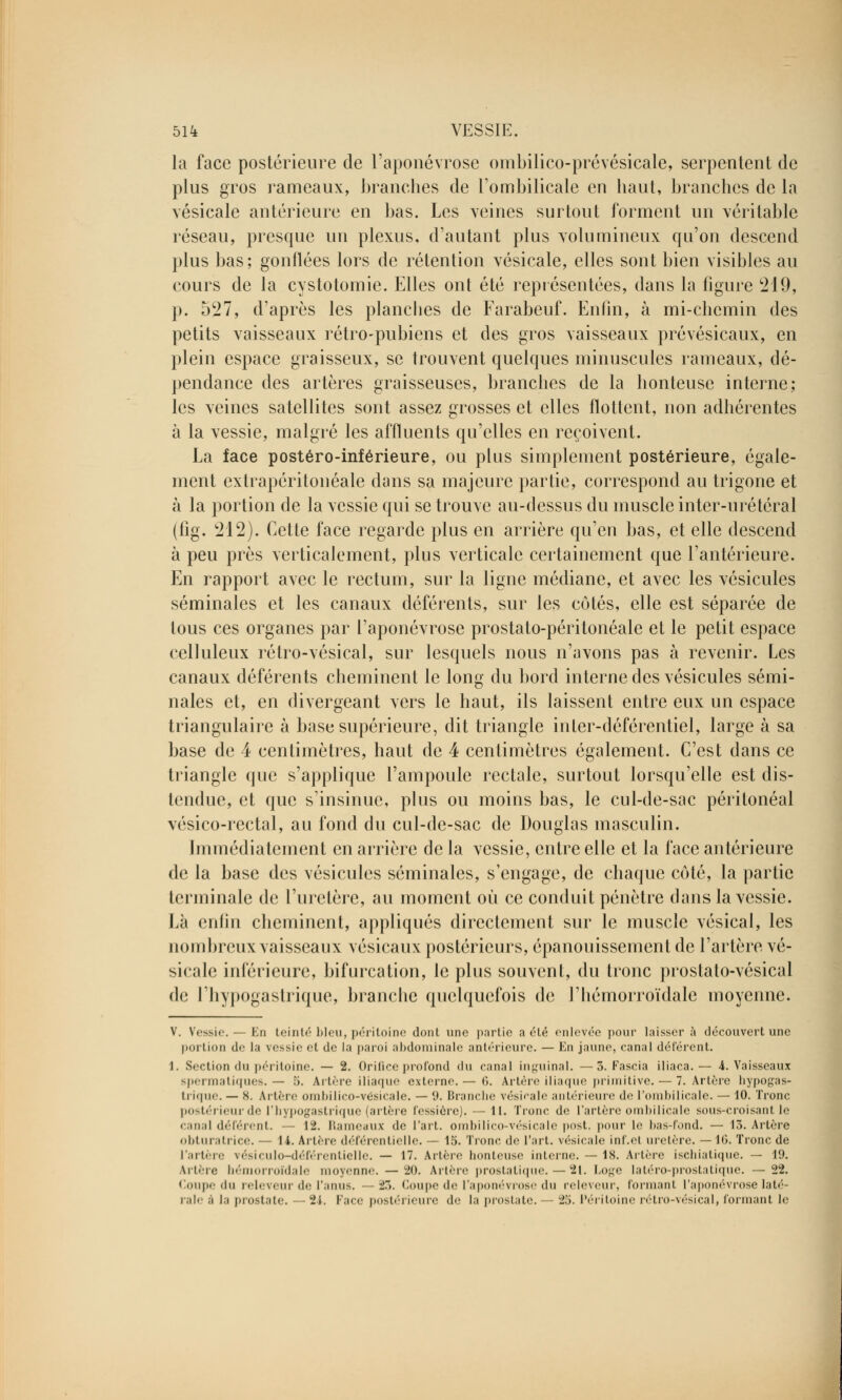 la face postérieure de l'aponévrose ombilico-prévésicale, serpentent de plus gros rameaux, branches de l'ombilicale en haut, branches de la vésicale antérieure en bas. Les veines surtout forment un véritable réseau, presque un plexus, d'autant plus volumineux qu'on descend plus bas; gonflées lors de rétention vésicale, elles sont bien visibles au cours de la cystotomie. Elles ont été représentées, dans la figure 219, p. 527, d'après les planches de Farabeuf. Enfin, à mi-chemin des petits vaisseaux rétro-pubiens et des gros vaisseaux prévésicaux, en plein espace graisseux, se trouvent quelques minuscules rameaux, dé- pendance des artères graisseuses, branches de la honteuse interne; les veines satellites sont assez grosses et elles flottent, non adhérentes à la vessie, malgré les affluents qu'elles en reçoivent. La face postéro-inférieure, ou plus simplement postérieure, égale- ment extrapéritonéale dans sa majeure partie, correspond au trigone et à la portion de la vessie qui se trouve au-dessus du muscle inter-urétéral (fig. 212). Cette face regarde plus en arrière qu'en bas, et elle descend à peu près verticalement, plus verticale certainement que l'antérieure. En rapport avec le rectum, sur la ligne médiane, et avec les vésicules séminales et les canaux déférents, sur les côtés, elle est séparée de tous ces organes par l'aponévrose prostato-péritonéale et le petit espace celluleux rétro-vésical, sur lesquels nous n'avons pas à revenir. Les canaux déférents cheminent le long du bord interne des vésicules sémi- nales et, en divergeant vers le haut, ils laissent entre eux un espace triangulaire à base supérieure, dit triangle inter-déférentiel, large à sa base de 4 centimètres, haut de 4 centimètres également. C'est dans ce triangle que s'applique l'ampoule rectale, surtout lorsqu'elle est dis- tendue, et que s'insinue, plus ou moins bas, le cul-de-sac péritonéal vésico-rectal, au fond du cul-de-sac de Douglas masculin. Immédiatement en arrière de la vessie, entre elle et la face antérieure de la base des vésicules séminales, s'engage, de chaque côté, la partie terminale de l'uretère, au moment où ce conduit pénètre dans la vessie. Là enfin cheminent, appliqués directement sur le muscle vésical, les nombreux vaisseaux vésicaux postérieurs, épanouissement de l'artère vé- sicale inférieure, bifurcation, le plus souvent, du tronc proslato-vésical de l'hypogastrique, branche quelquefois de l'hémorroïdale moyenne. V. Vessie. — En teinté bleu, péritoine dont une partie a été enlevée pour laisser à découvert une portion de la vessie et de la paroi abdominale antérieure. — En jaune, canal déférent. 1. Section du péritoine. — 2. Orifice profond du canal inguinal. — 3. Fascia iliaca.— 4. Vaisseaux spermatiques. — 5. Artère iliaque externe. — 6. Artère iliaque primitive. — 7. Artère hypogas- trique. — 8. Artère ombilico-vésicale. — 9. Branche vésicale antérieure de l'ombilicale. — 10. Tronc postérieur de l'hypogastrique (artère fessiôre). — 11. Tronc de l'artère ombilicale sous-croisant le canal déférent. — 12. Rameaux de l'art, ombilico-vésicale post. pour le bas-fond. — 13. Artère obturatrice. — li. Artère déférentielle. — 15. Tronc de l'art, vésicale inf.et uretère. —10. Tronc de l'artère vésiculo-déférentielle. — 17. Artère houleuse interne. — 18. Artère ischiatique. — 19. Artère hémorroïdale moyenne.—20. Artère prostatique. — 21. Loge latéro-prostatique. —22. Coupe du releveur de l'anus. —23. Coupe de l'aponévrose du releveur, formant l'aponévrose laté- rale â la prostate. 24. Face postérieure de la prostate. - 25. Péritoine rétro-vésical, formant le