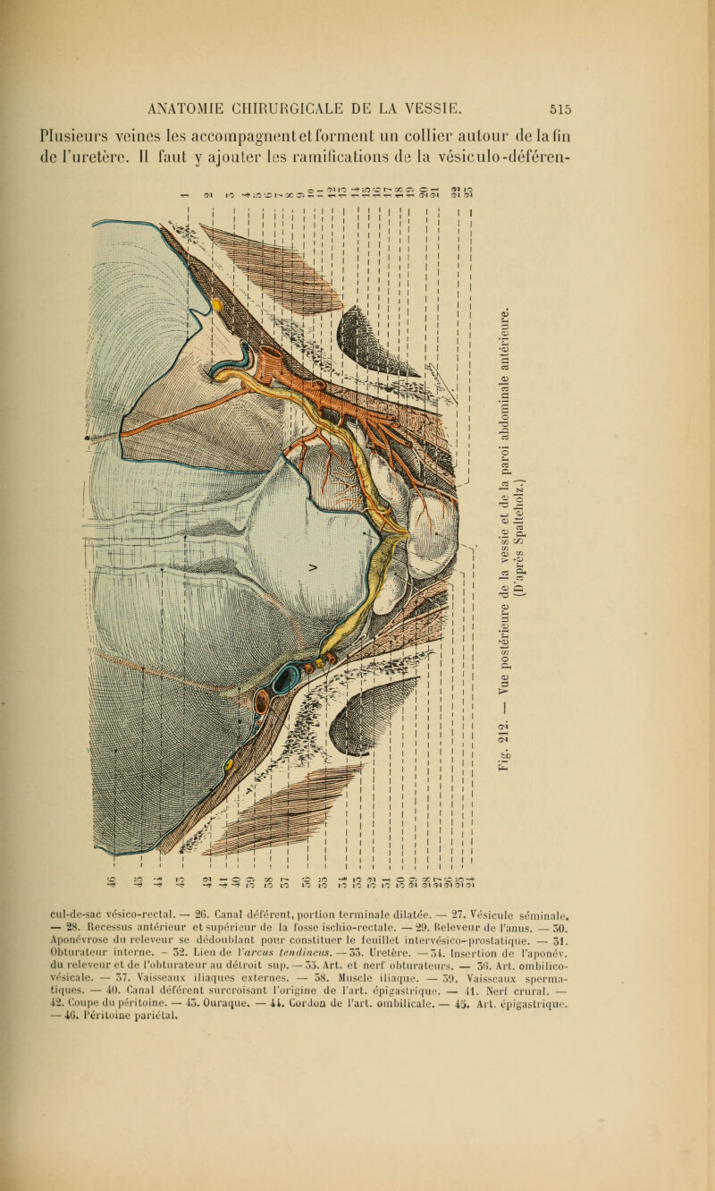 Plusieurs veines les accompagnent et forment un collier autour delafîn de l'uretère. Il faut y ajouter les ramifications de la Vésiculo-déféren- te 10 «a io te> i^ oo o -Ô cul-de-sac vésico-rectal. — 26. Canal déférent, portion terminale dilatée. — 27. Vésicule séminale. — 28. Recessus antérieur et supérieur de la fosse ischio-rectale. —29. Releveur de l'anus. — 30. Aponévrose du releveur se dédoublant pour constituer le feuillet intervésico-prostatique. — 31. Obturateur interne. - 32. Lien de Varcus tendineus.—33. Uretère. —3i. Insertion de l'aponév. du releveur et de l'obturateur au détroit siip. — 5j. Art. et nerf obturateurs. — 3f5. Art. ombilico- vésicale. — 37. Vaisseaux iliaques externes. — 58. Muscle iliaque. — 39. Vaisseaux sperma- tiques. — 40. Canal déférent surcroisant l'origine de l'art, épigastrique. — il. Nerf crural. — 42. Coupe du péritoine. — 43. Ouraque. — 4L Cordon de l'art, ombilicale. — 45. Art. épigastrique. — 4G. Péritoine pariétal.